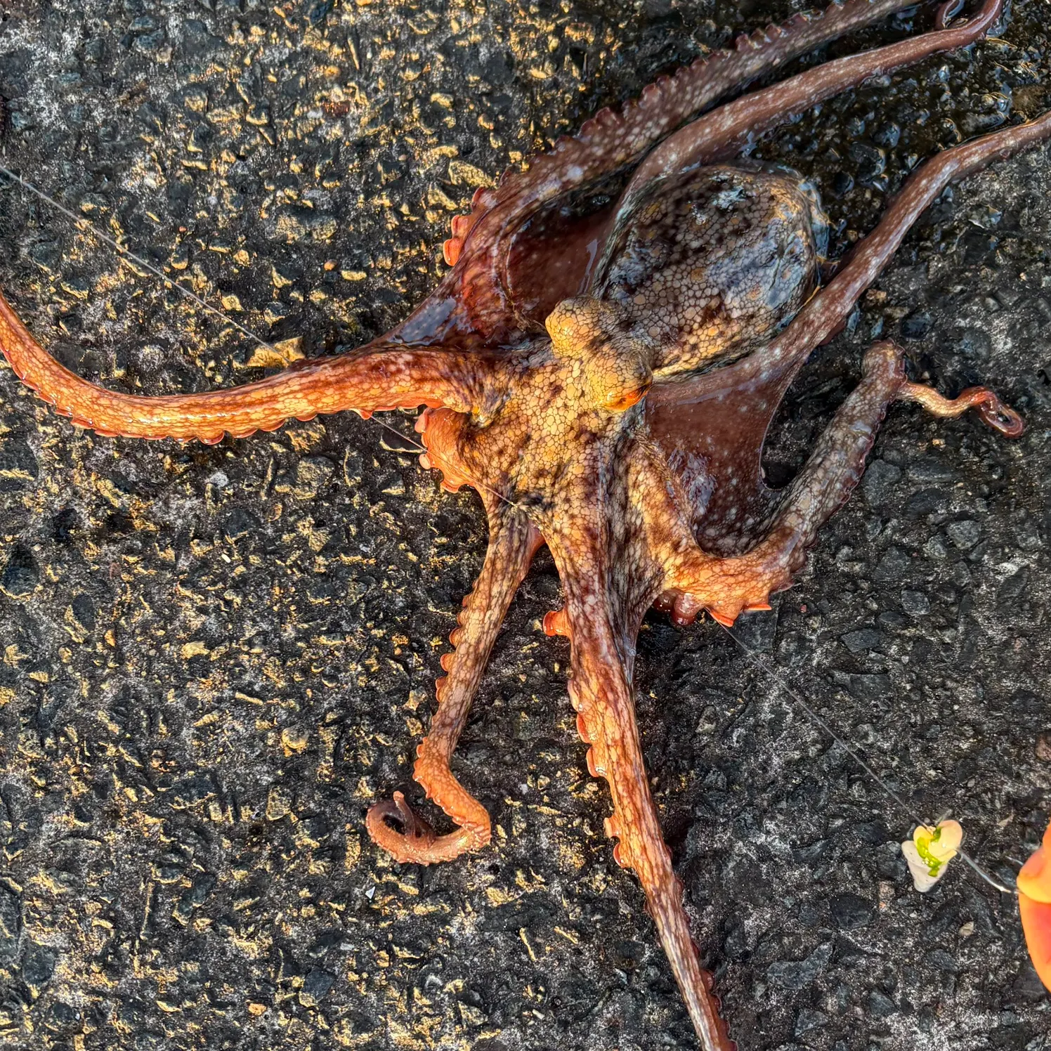 The most recent Common octopus catches on Fishbrain