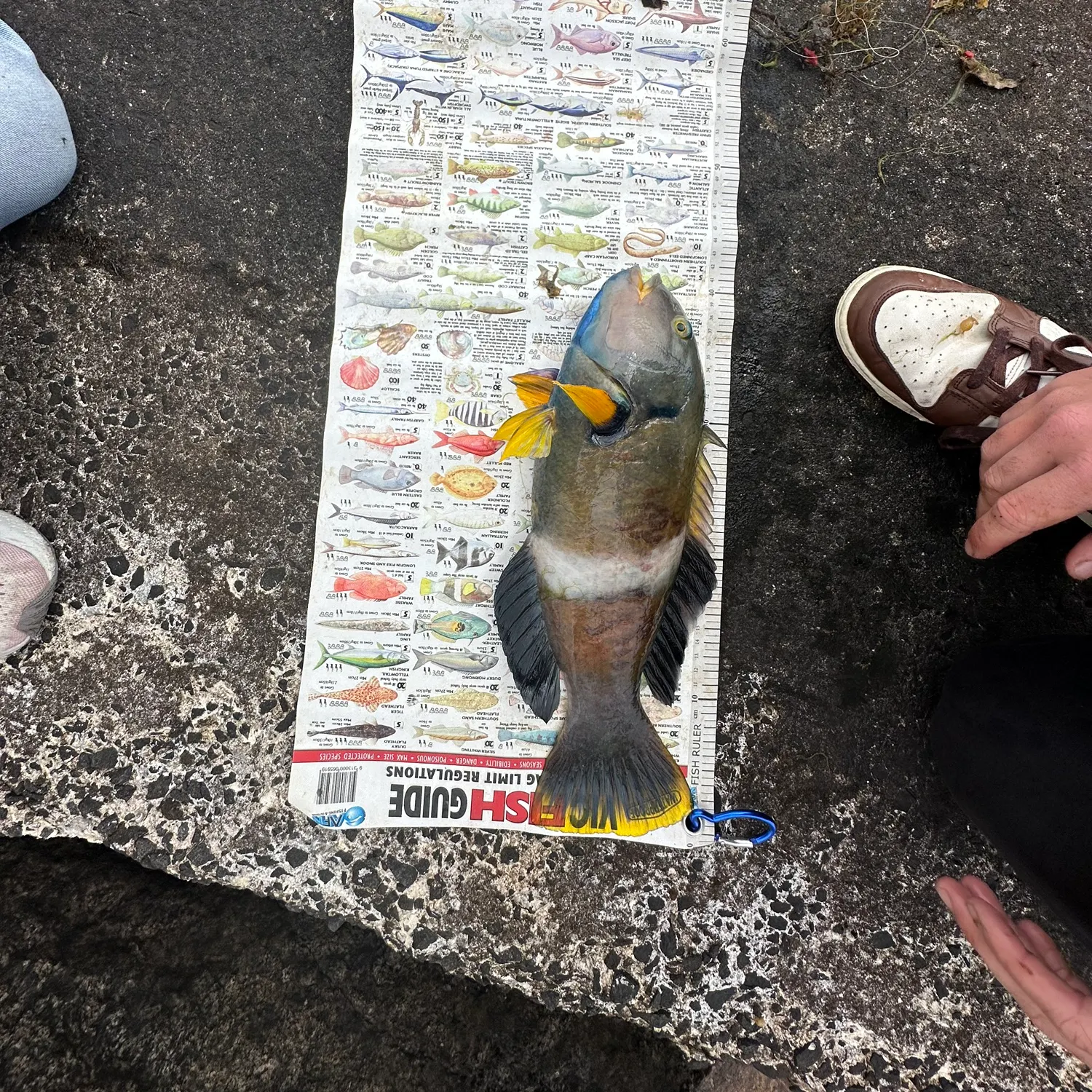 The most recent Blue-throated wrasse catches on Fishbrain