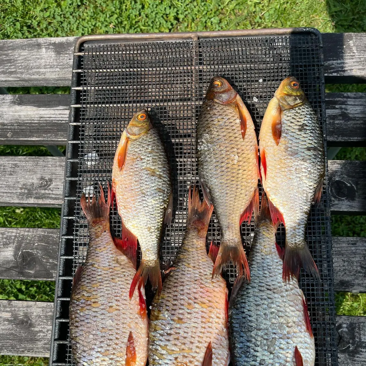 The most recent Common rudd catches on Fishbrain