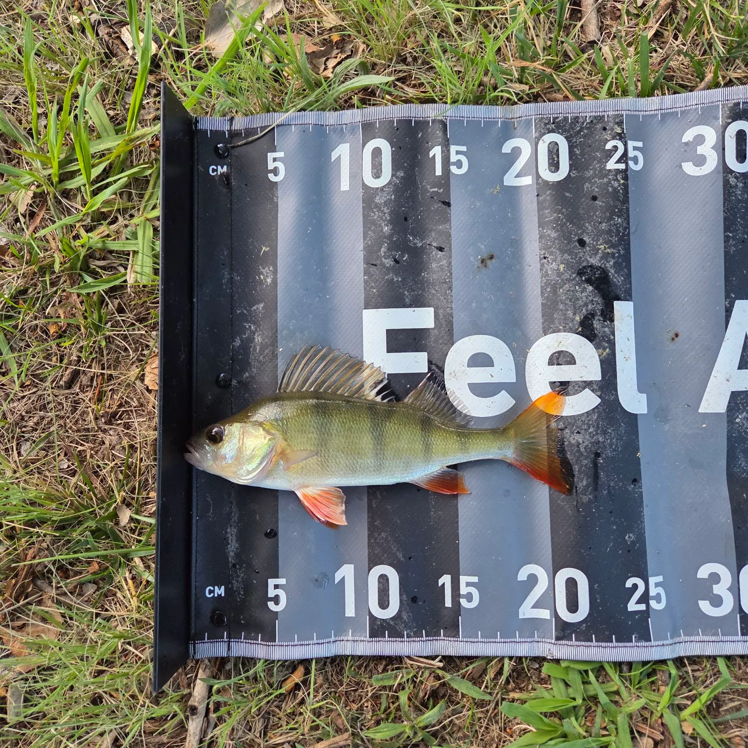 The most recent European perch catches on Fishbrain