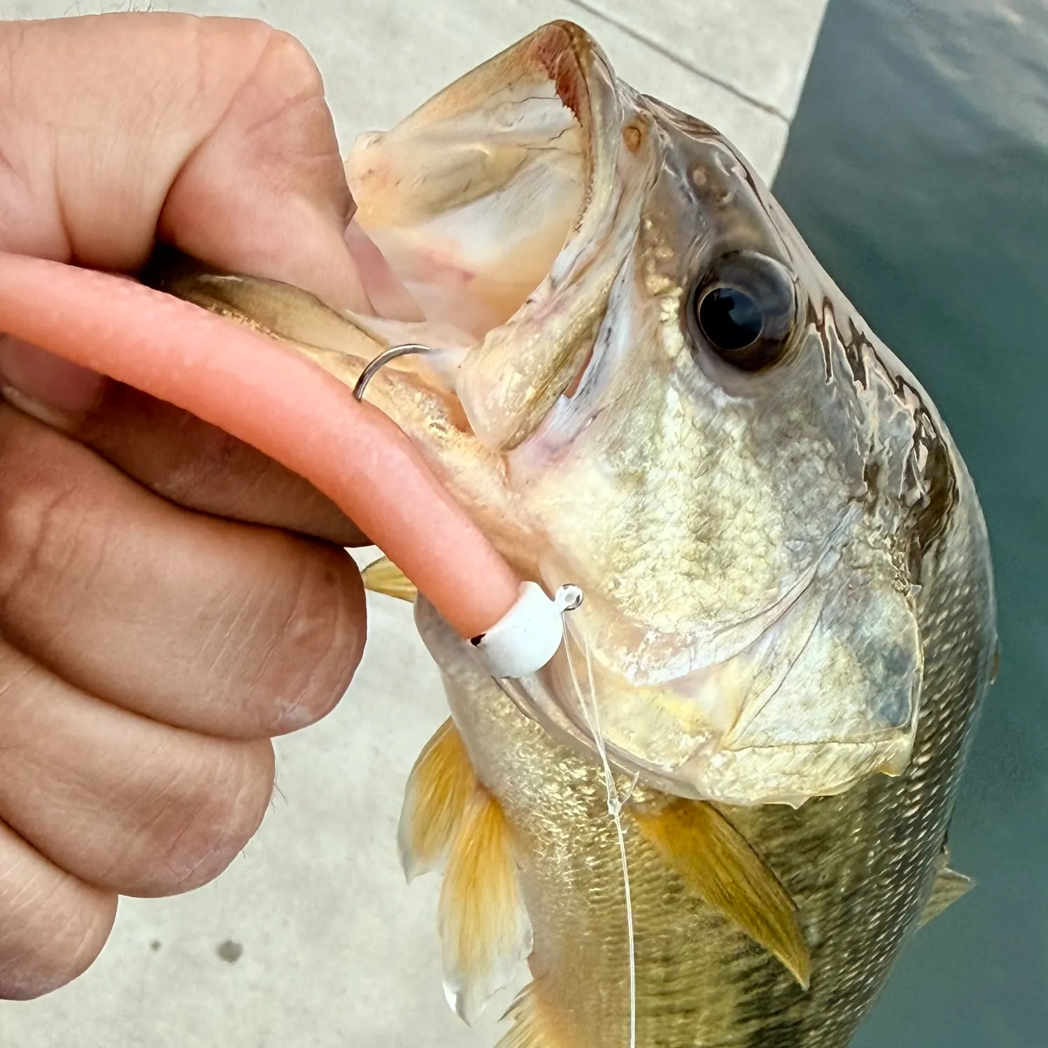 The most recent Spotted bass catches on Fishbrain