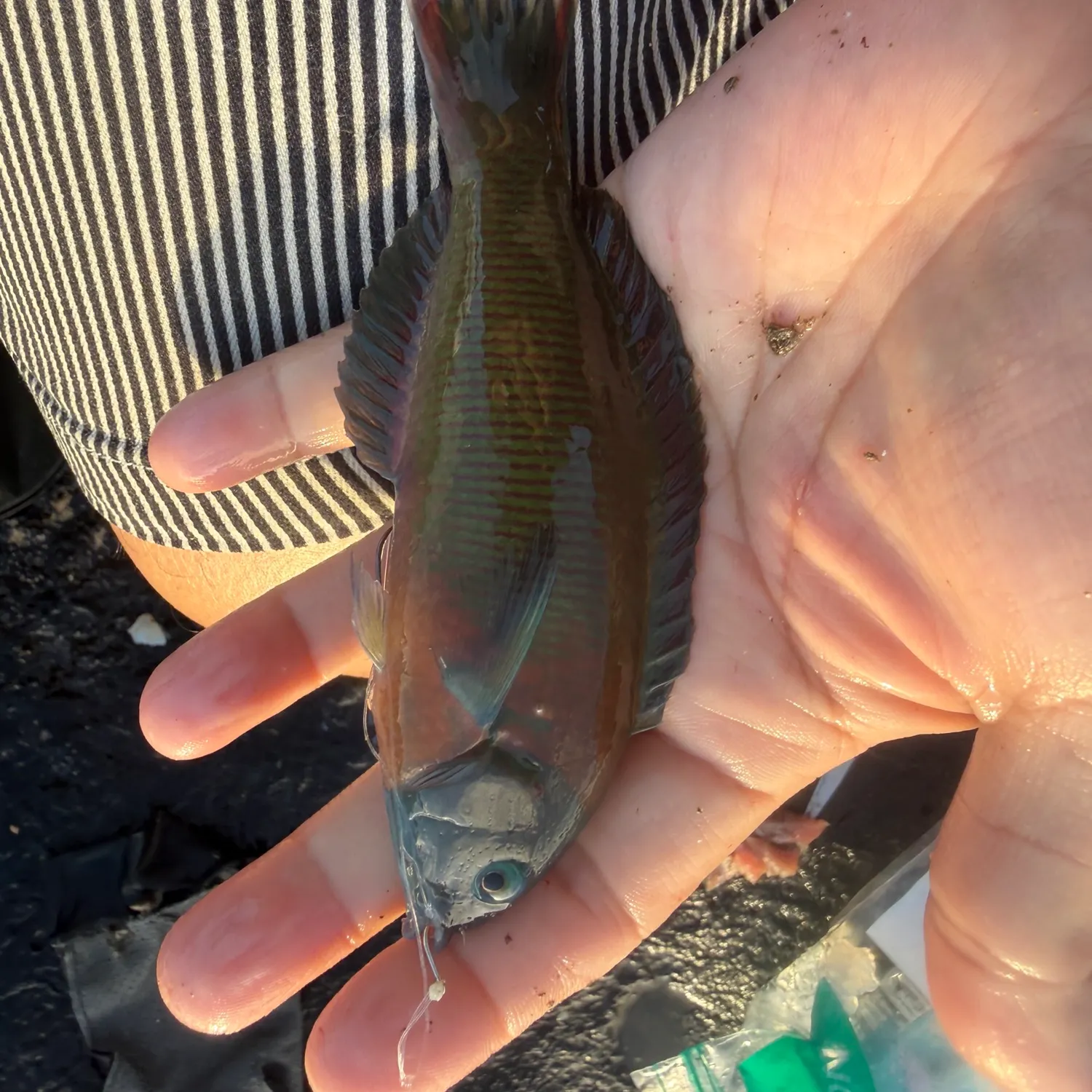 The most recent Saddle wrasse catches on Fishbrain
