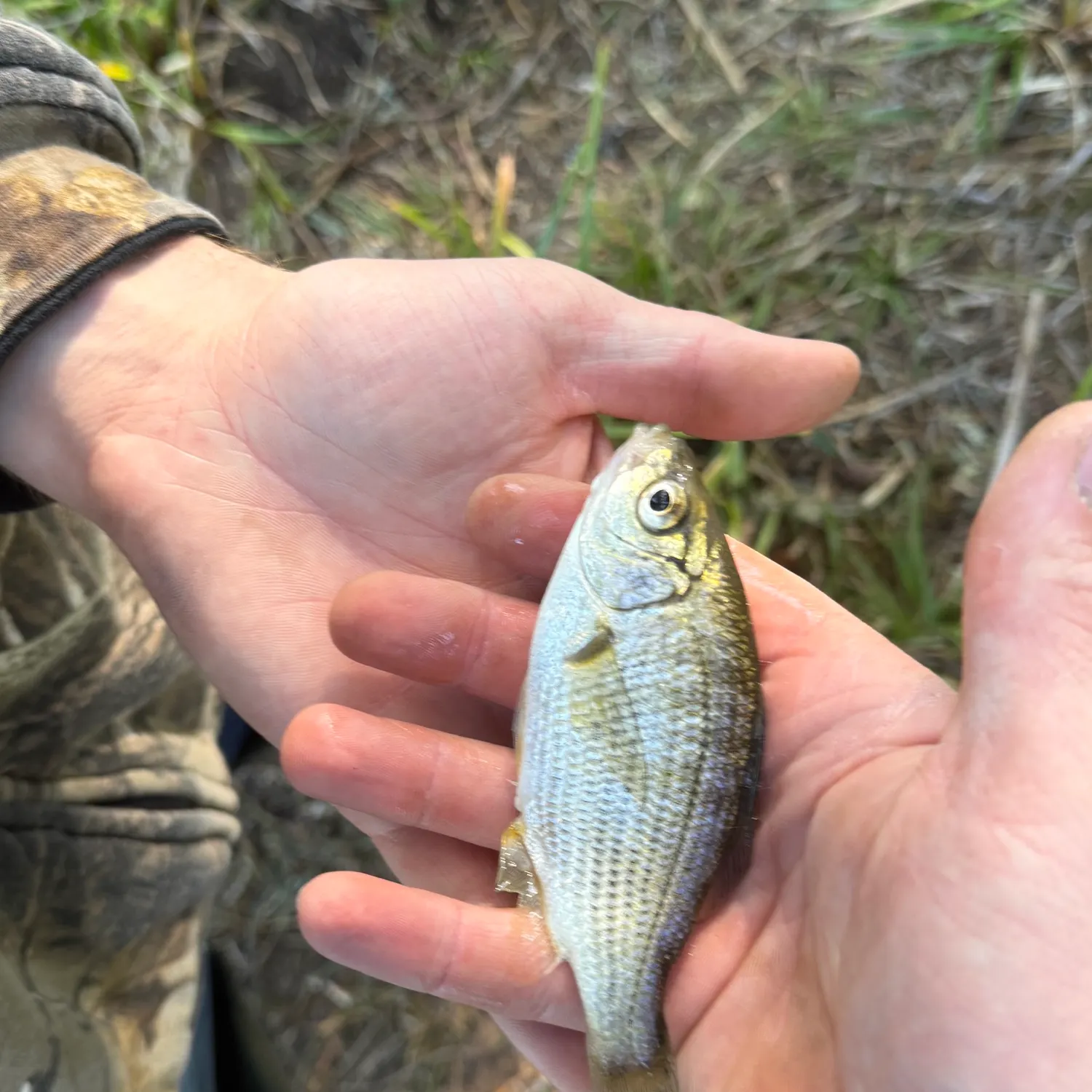 Shiner perch caught on Fishbrain