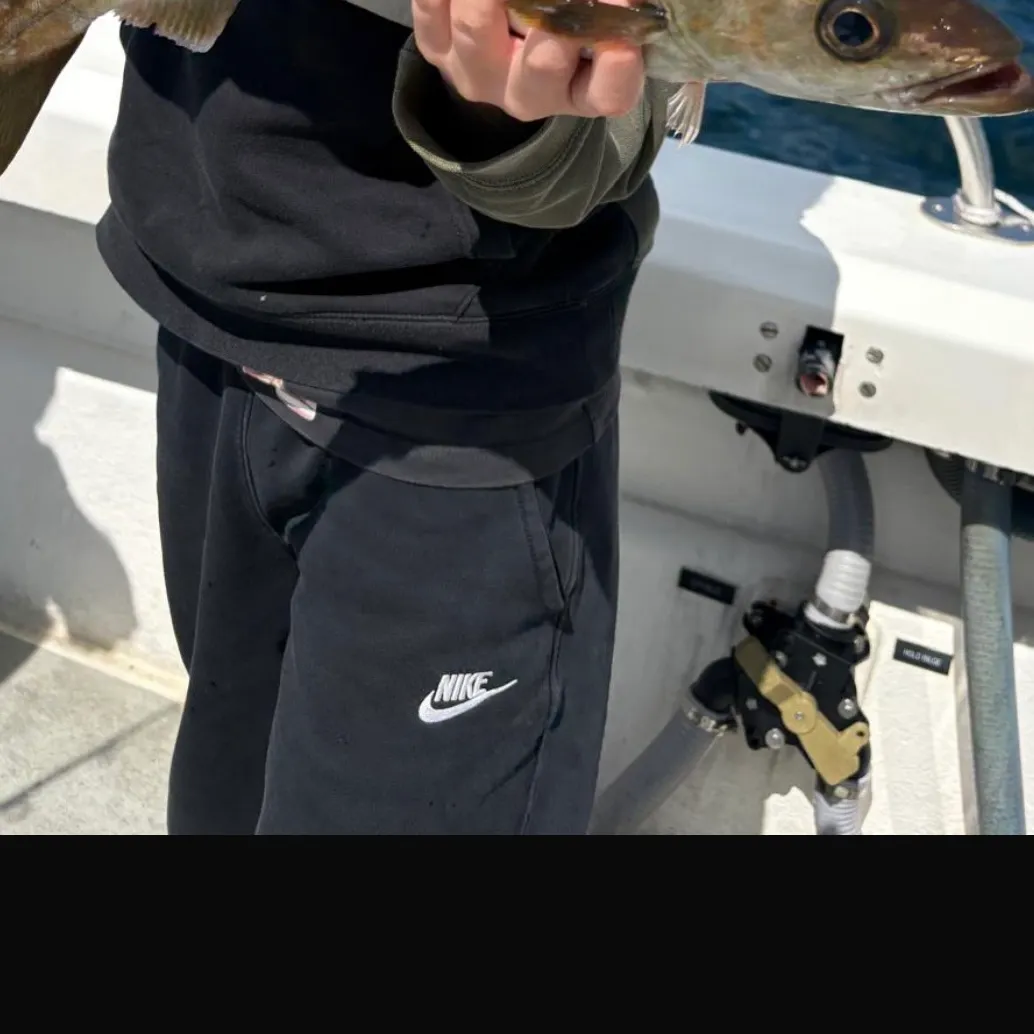 Pollack caught on Fishbrain