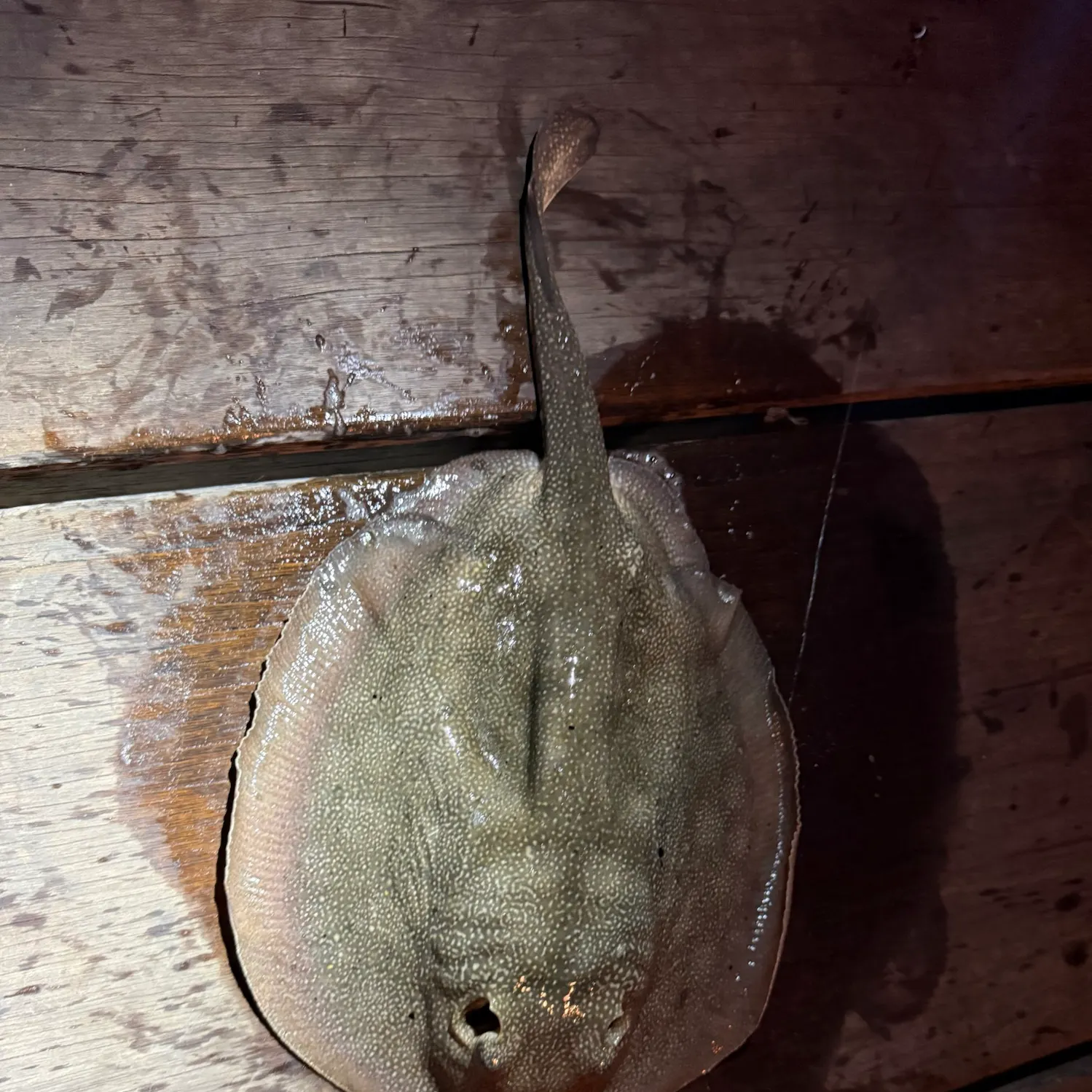 Haller's round ray caught on Fishbrain