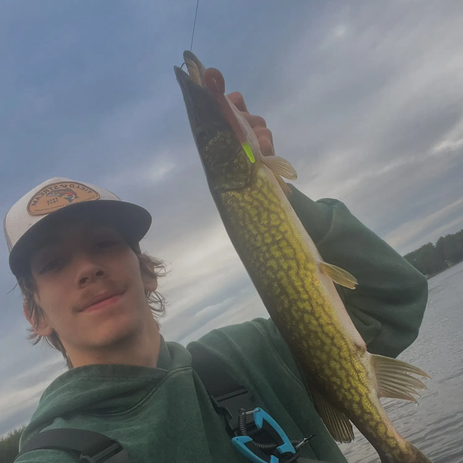 Chain pickerel caught on Fishbrain