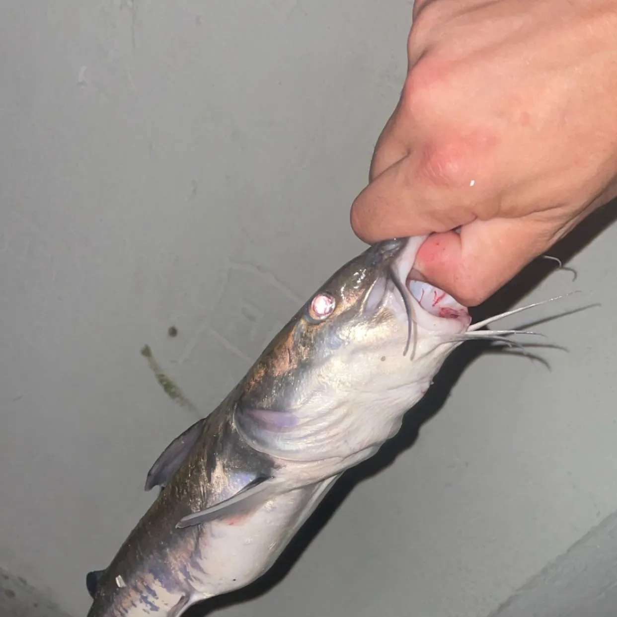 Hardhead sea catfish caught on Fishbrain