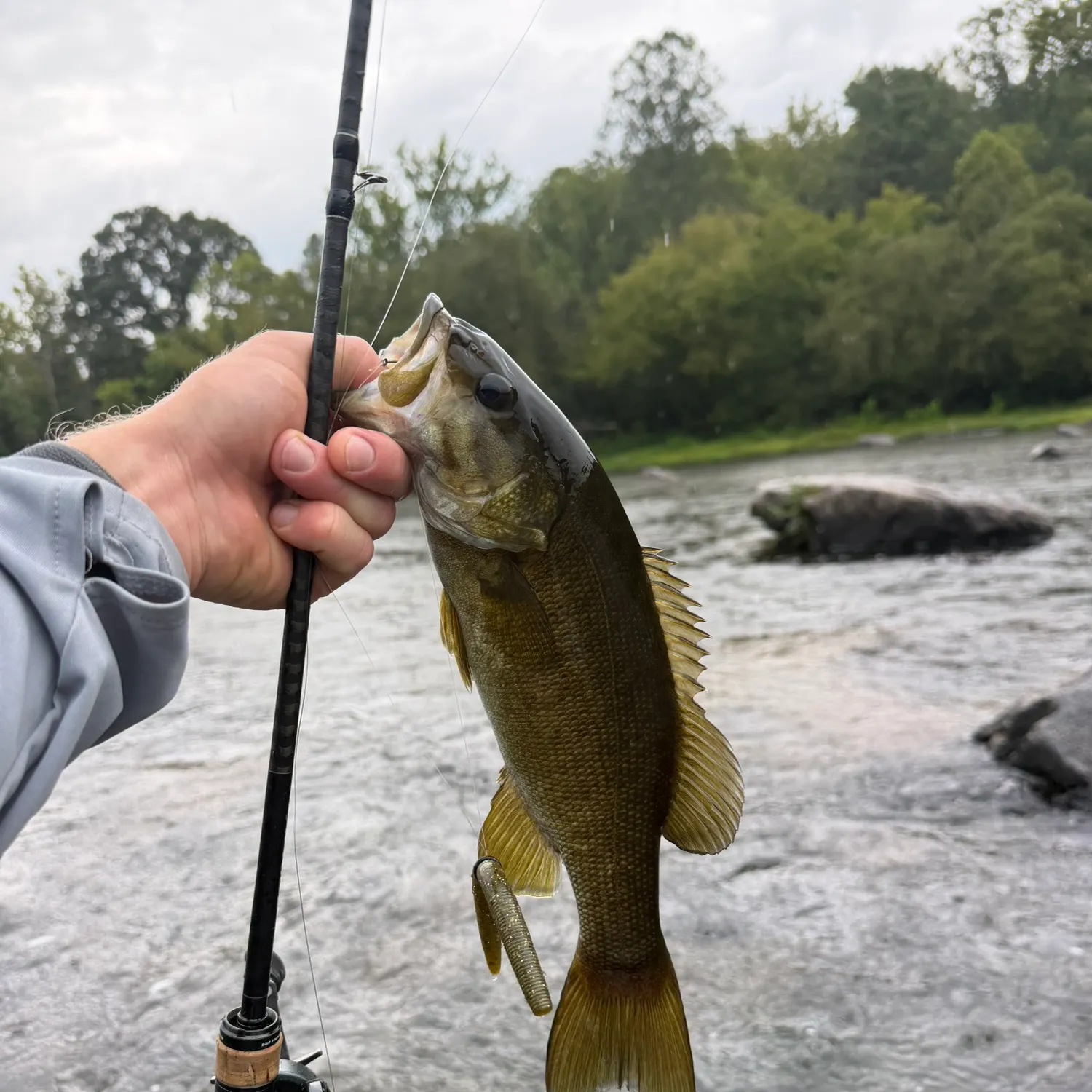 Smallmouth bass caught on Fishbrain