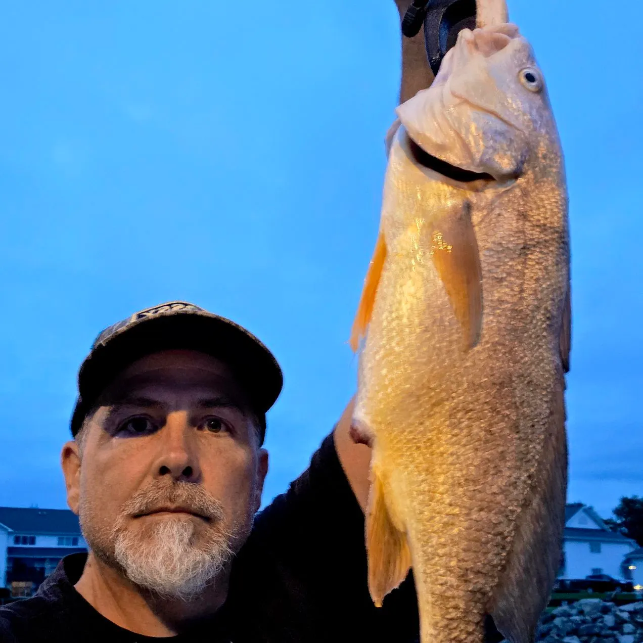 Freshwater drum caught on Fishbrain