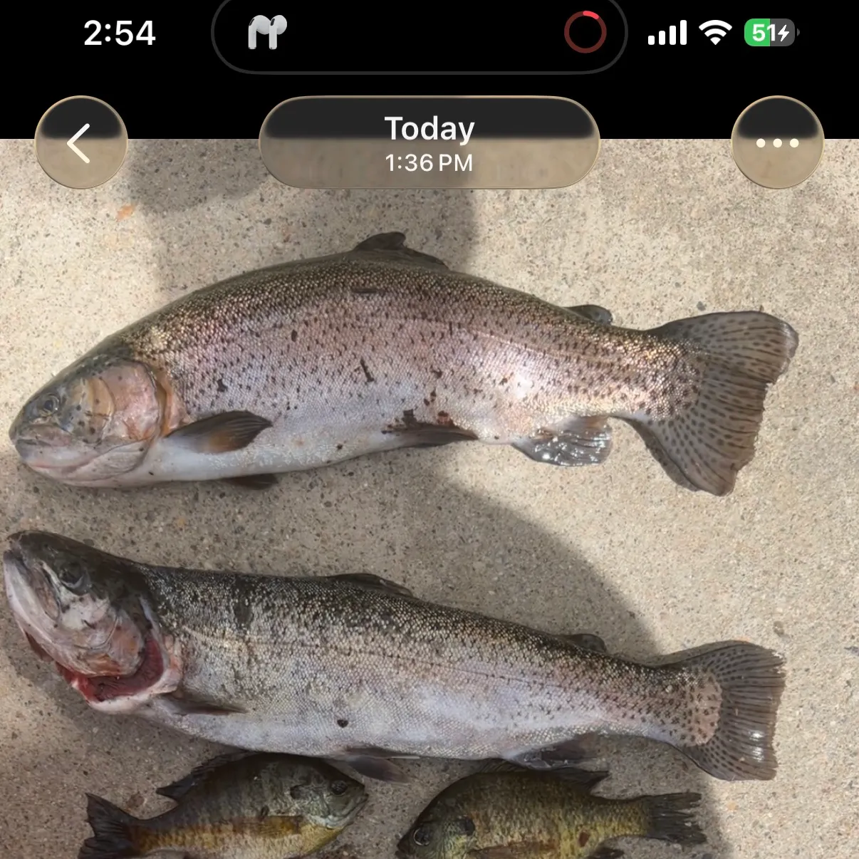 recently logged catches
