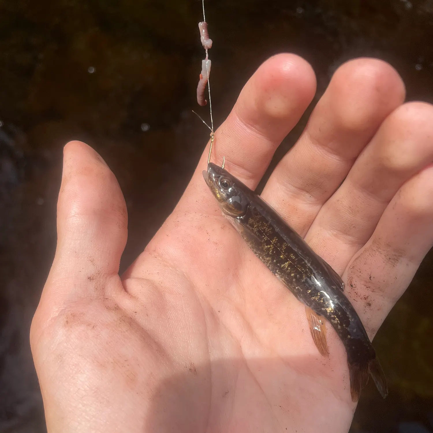 The most recent Central mudminnow catches on Fishbrain