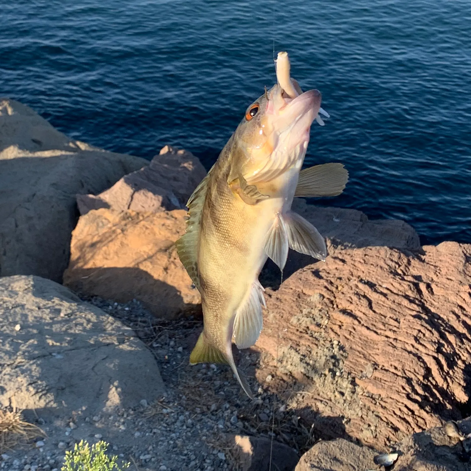 Barred sand bass caught on Fishbrain