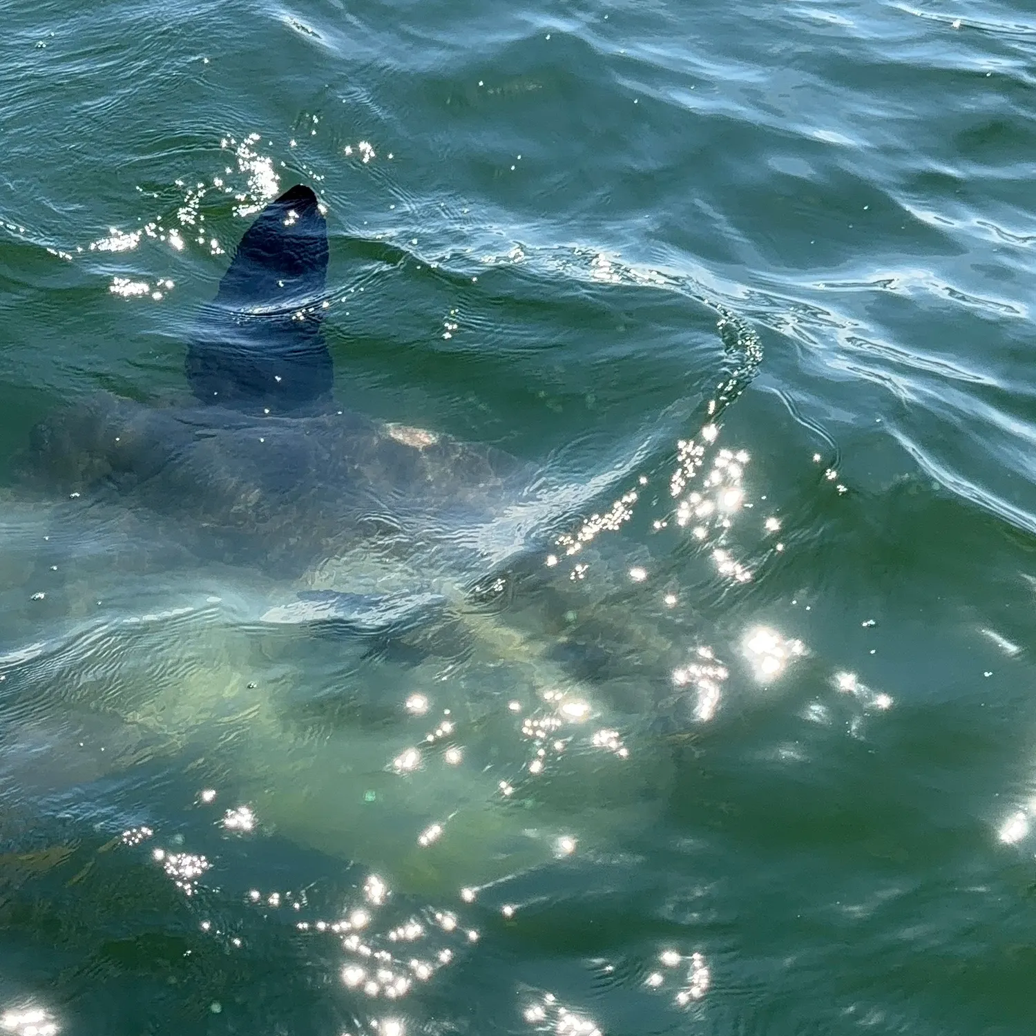 The most recent Ocean sunfish catches on Fishbrain
