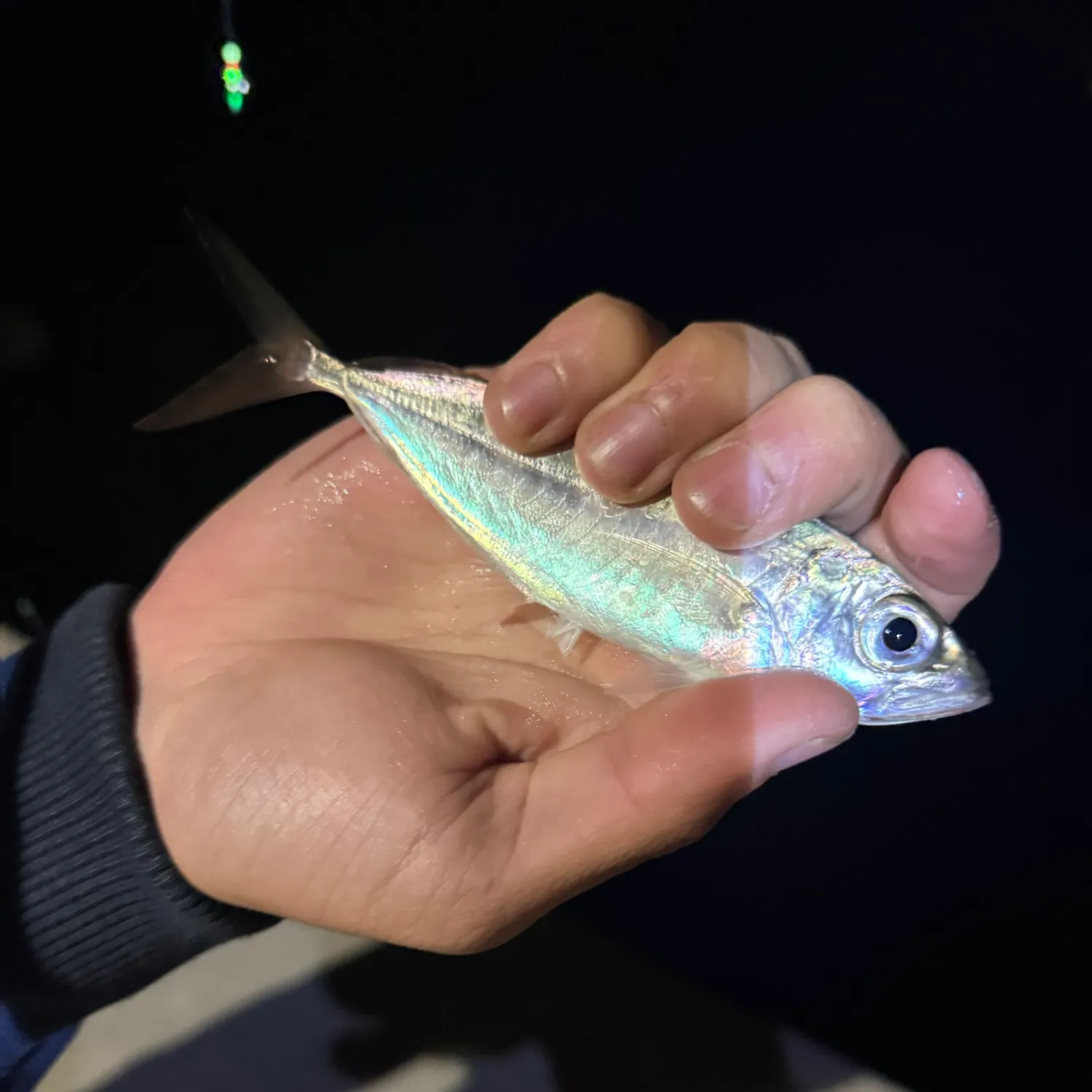 The most recent Bigeye scad catches on Fishbrain