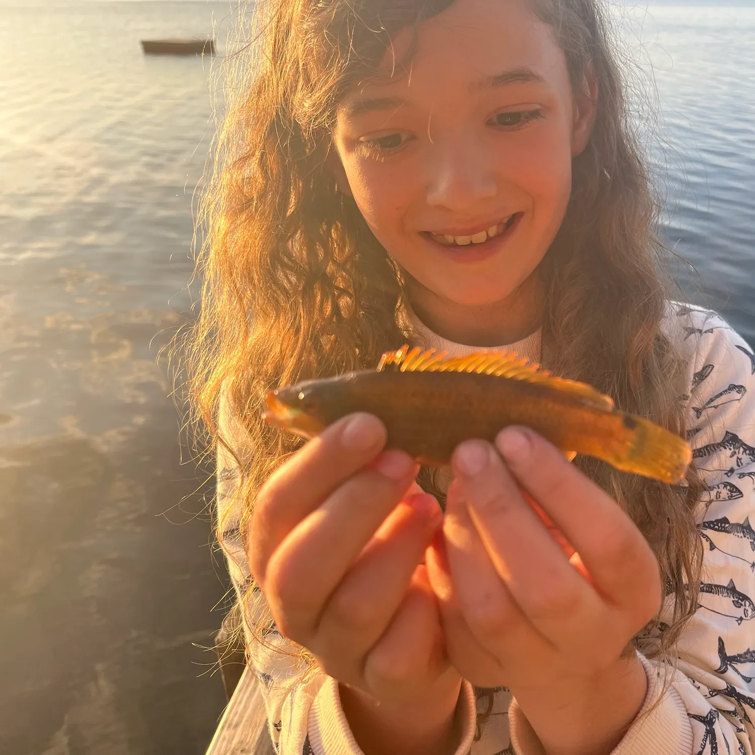 The most recent Goldsinny wrasse catches on Fishbrain