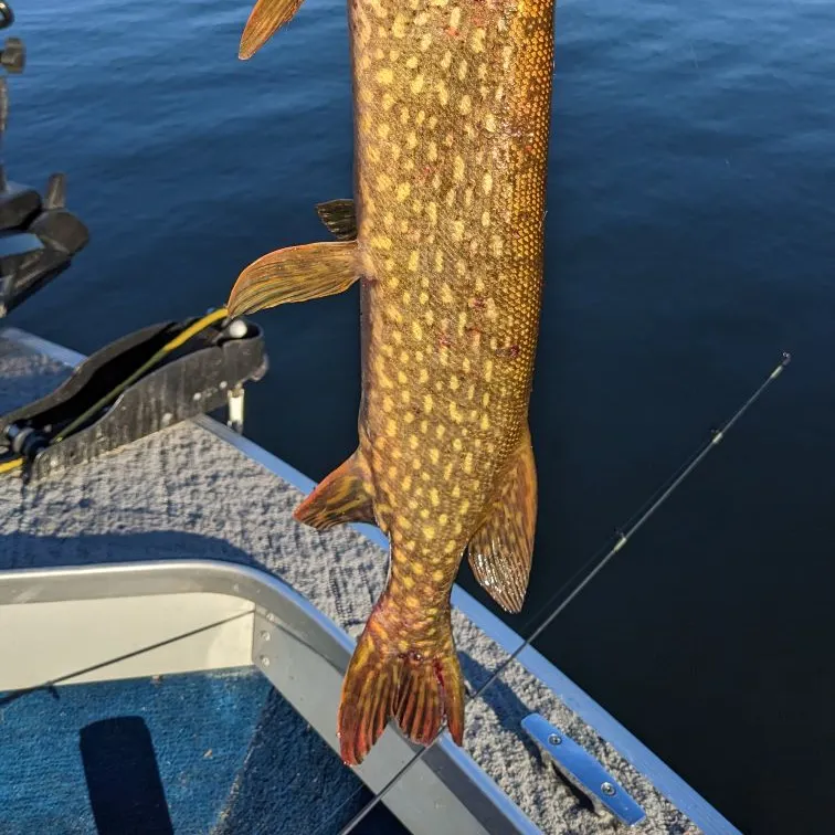 Northern pike caught on Fishbrain