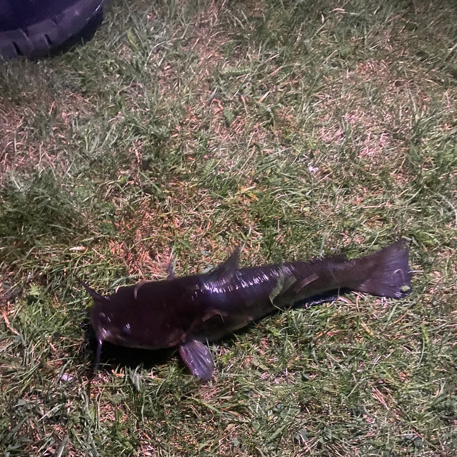Brown bullhead caught on Fishbrain