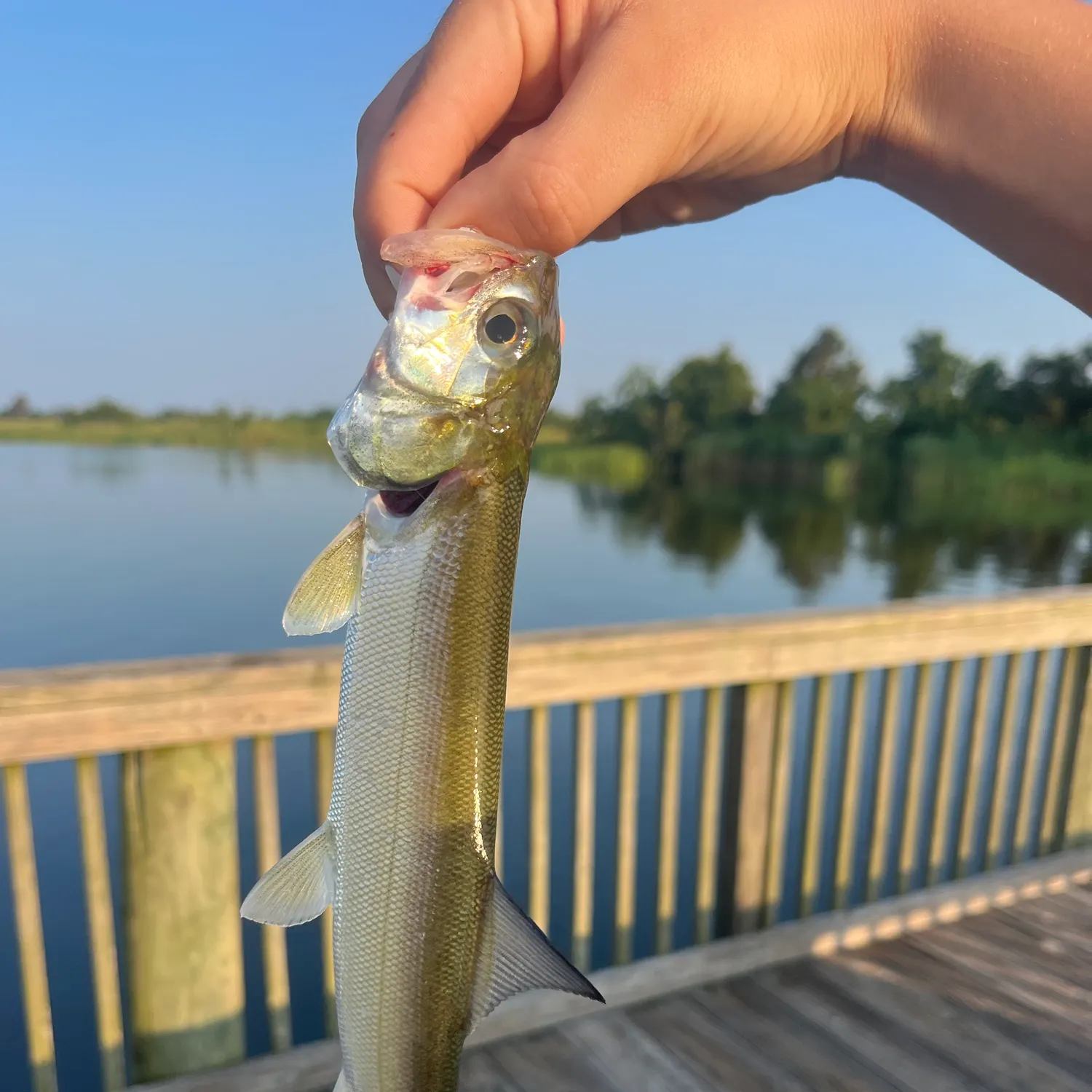 Ladyfish caught on Fishbrain