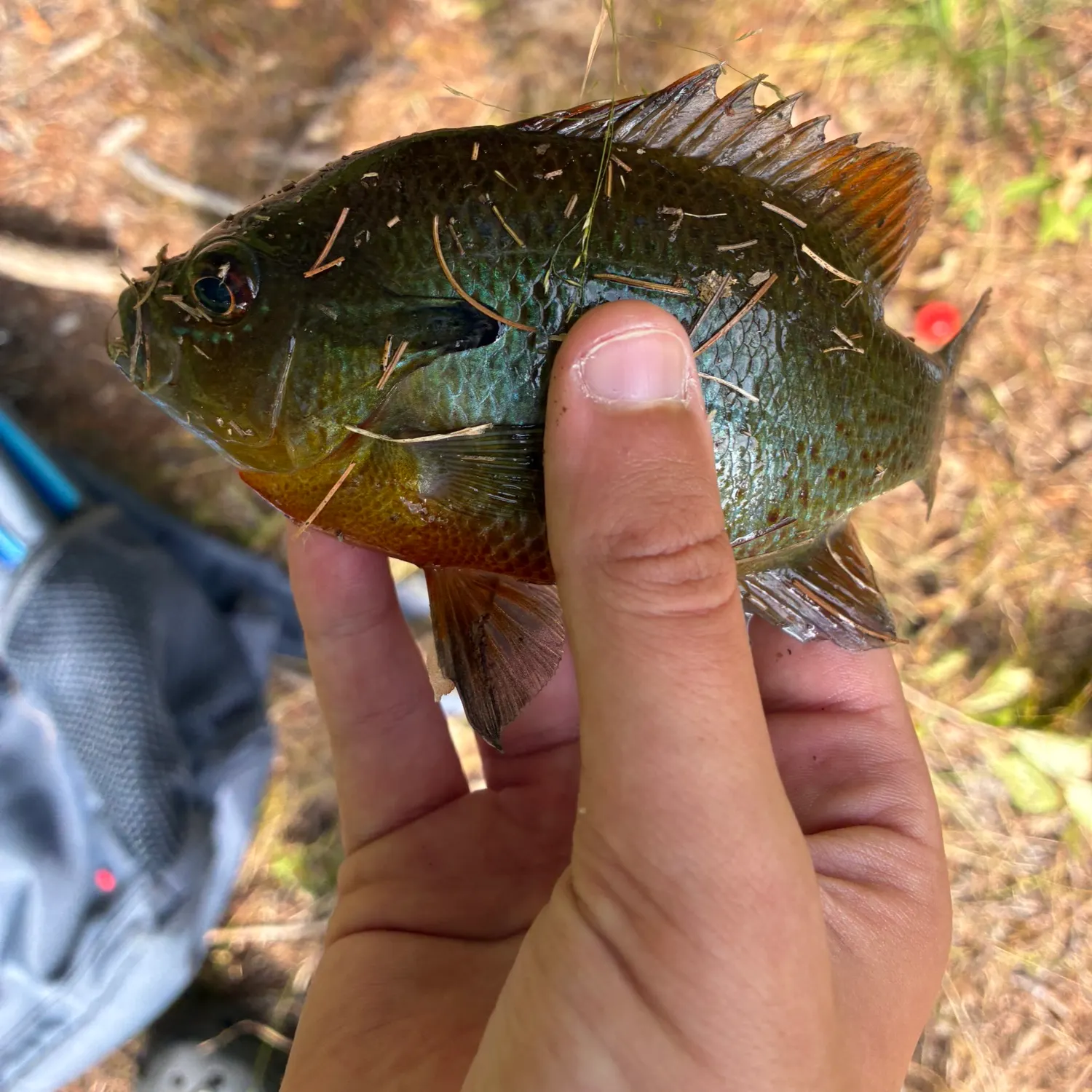Redbreast sunfish caught on Fishbrain