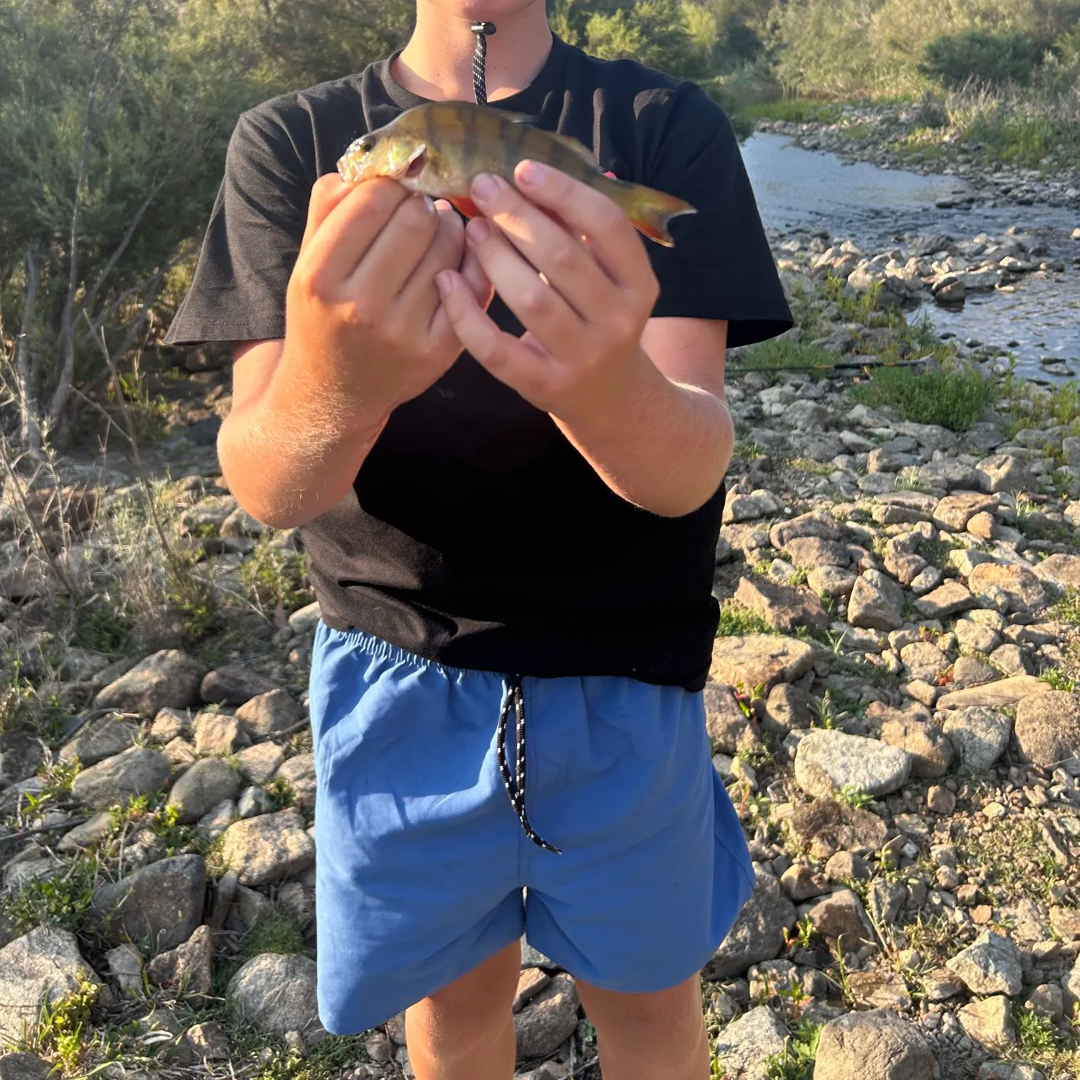 The most recent European perch catches on Fishbrain