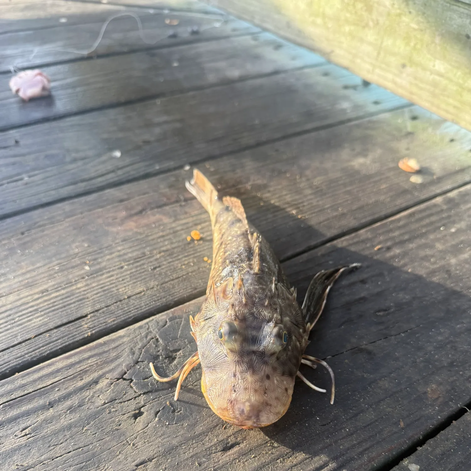 The most recent Blackwing searobin catches on Fishbrain