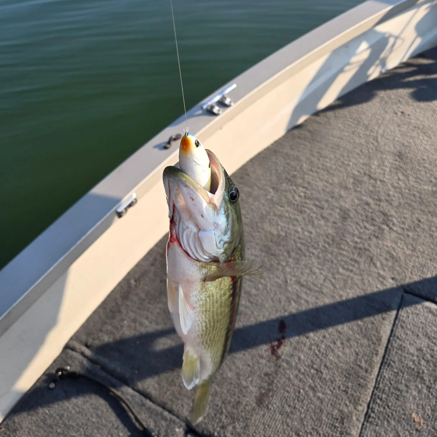 Spotted bass caught on Fishbrain