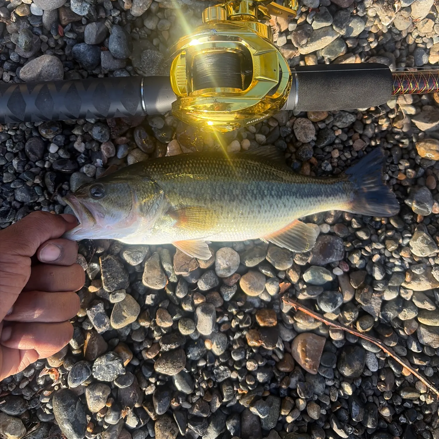 Largemouth bass caught on Fishbrain