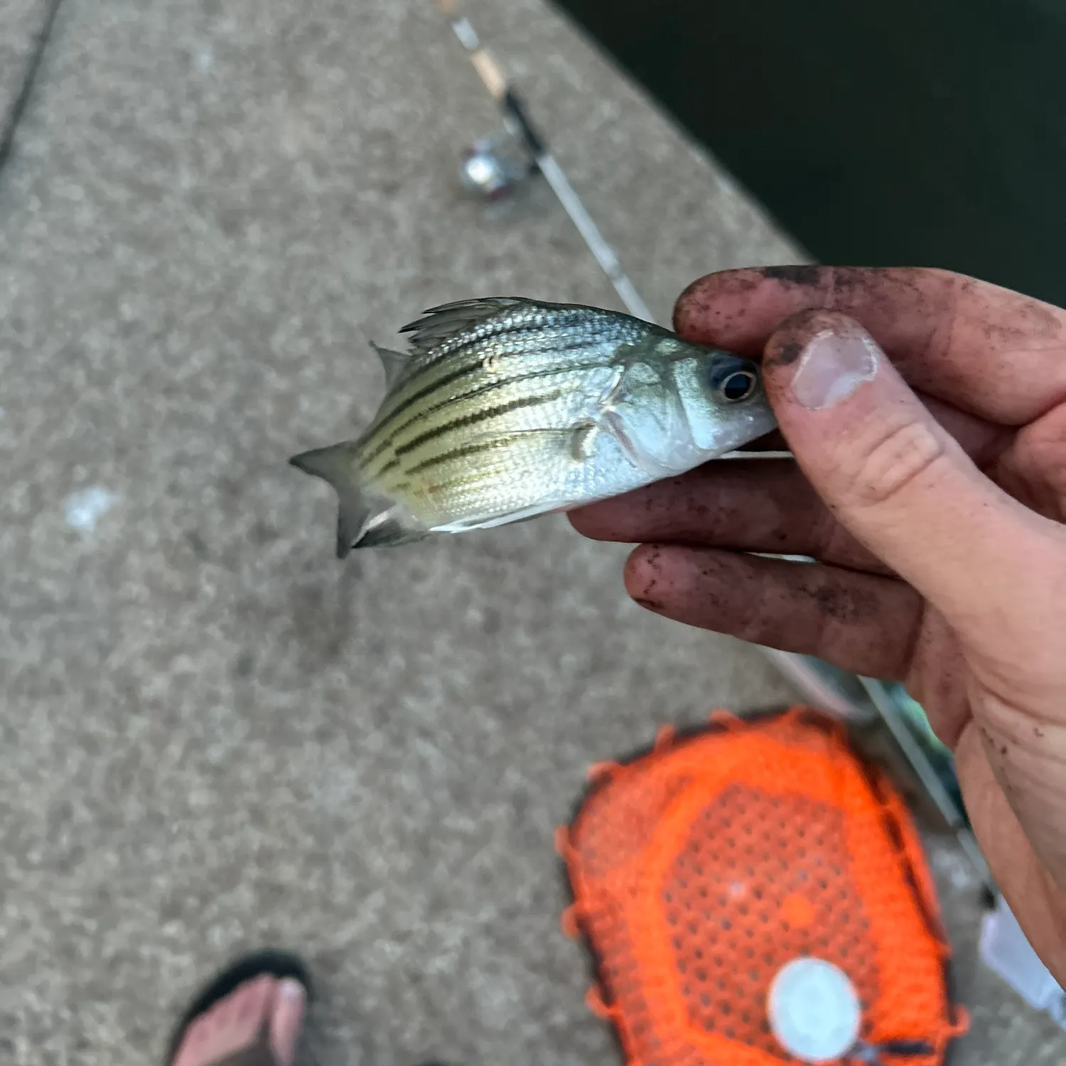 catch