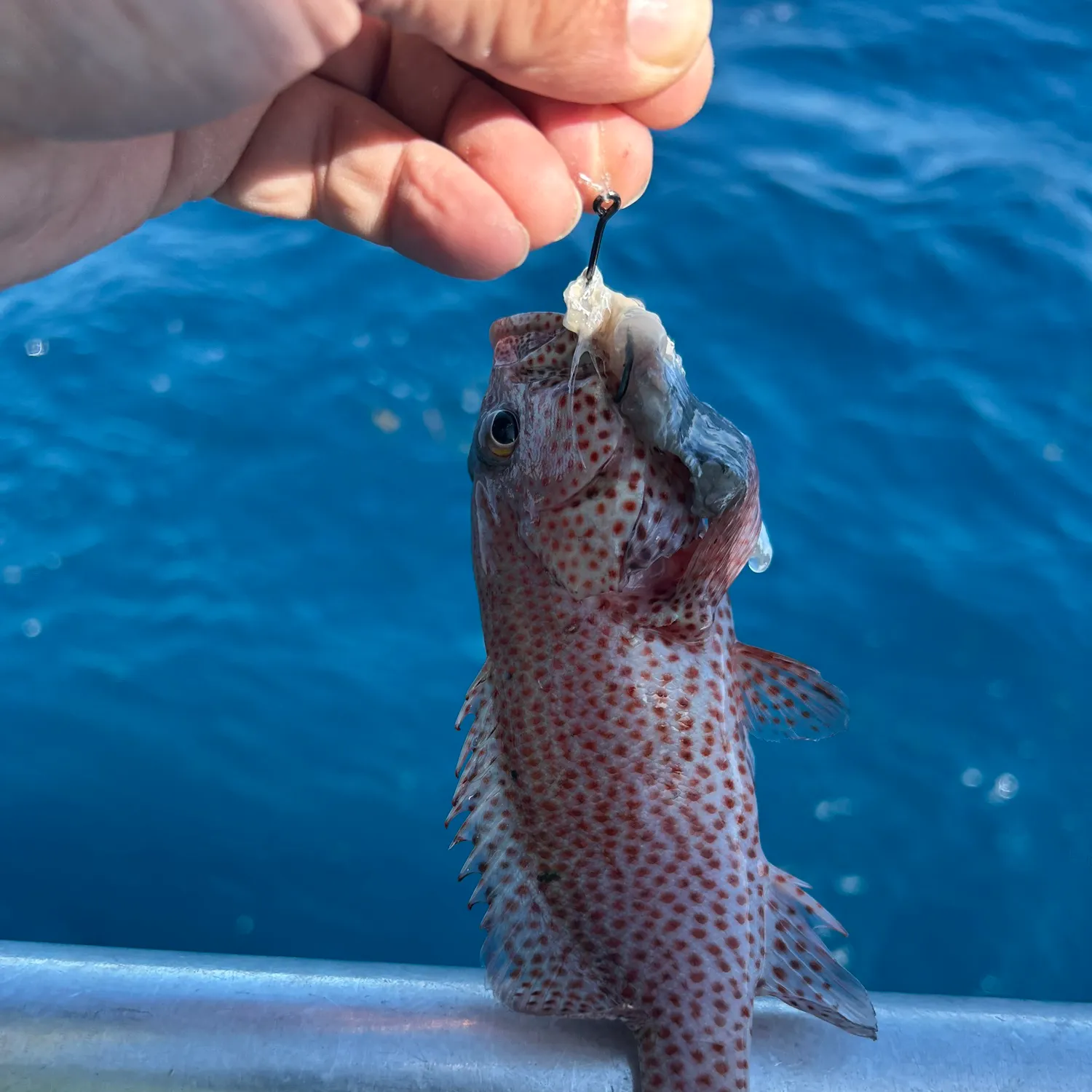 The most recent Graysby grouper catches on Fishbrain