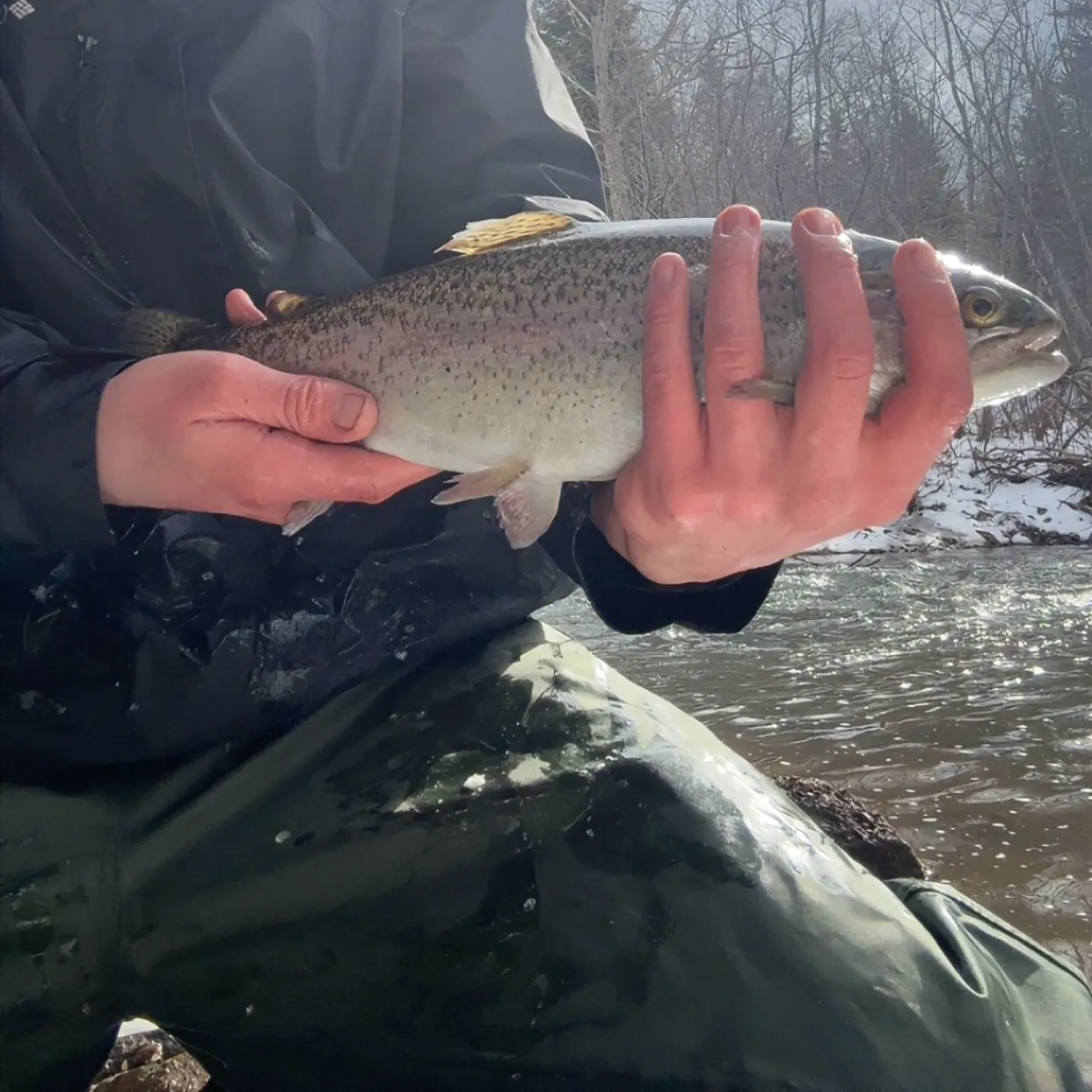 Rainbow trout caught on Fishbrain
