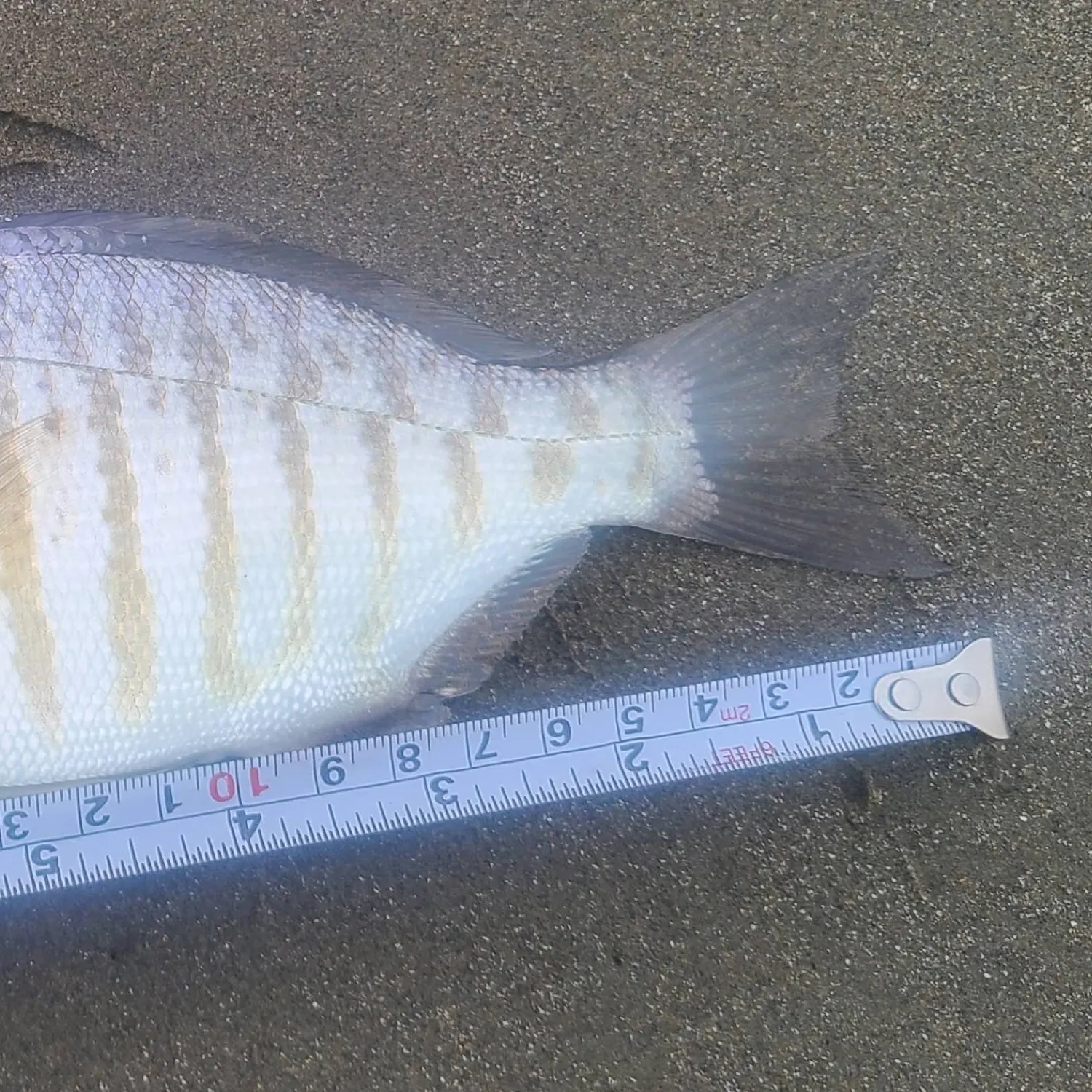 angler catch