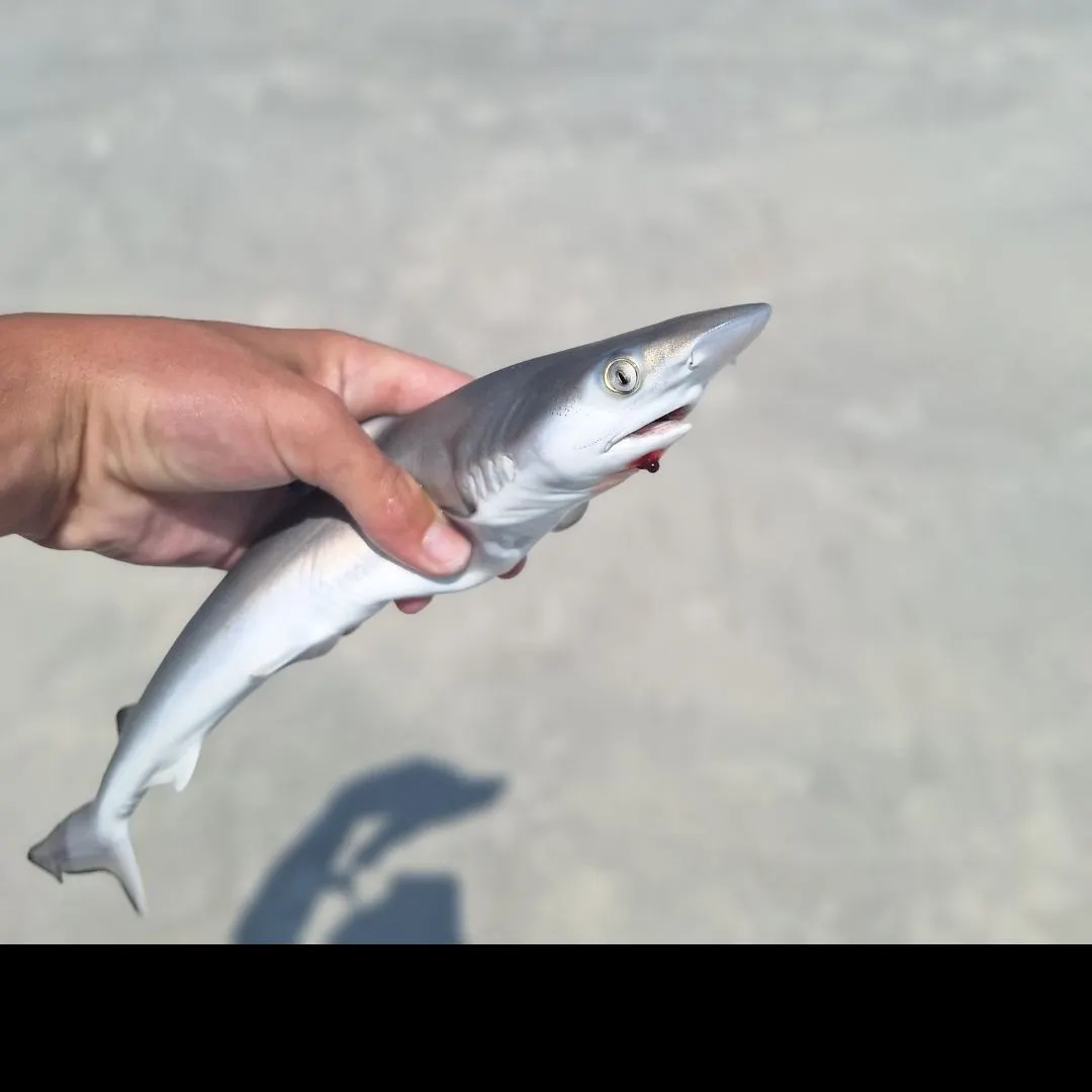 Blacktip shark caught on Fishbrain