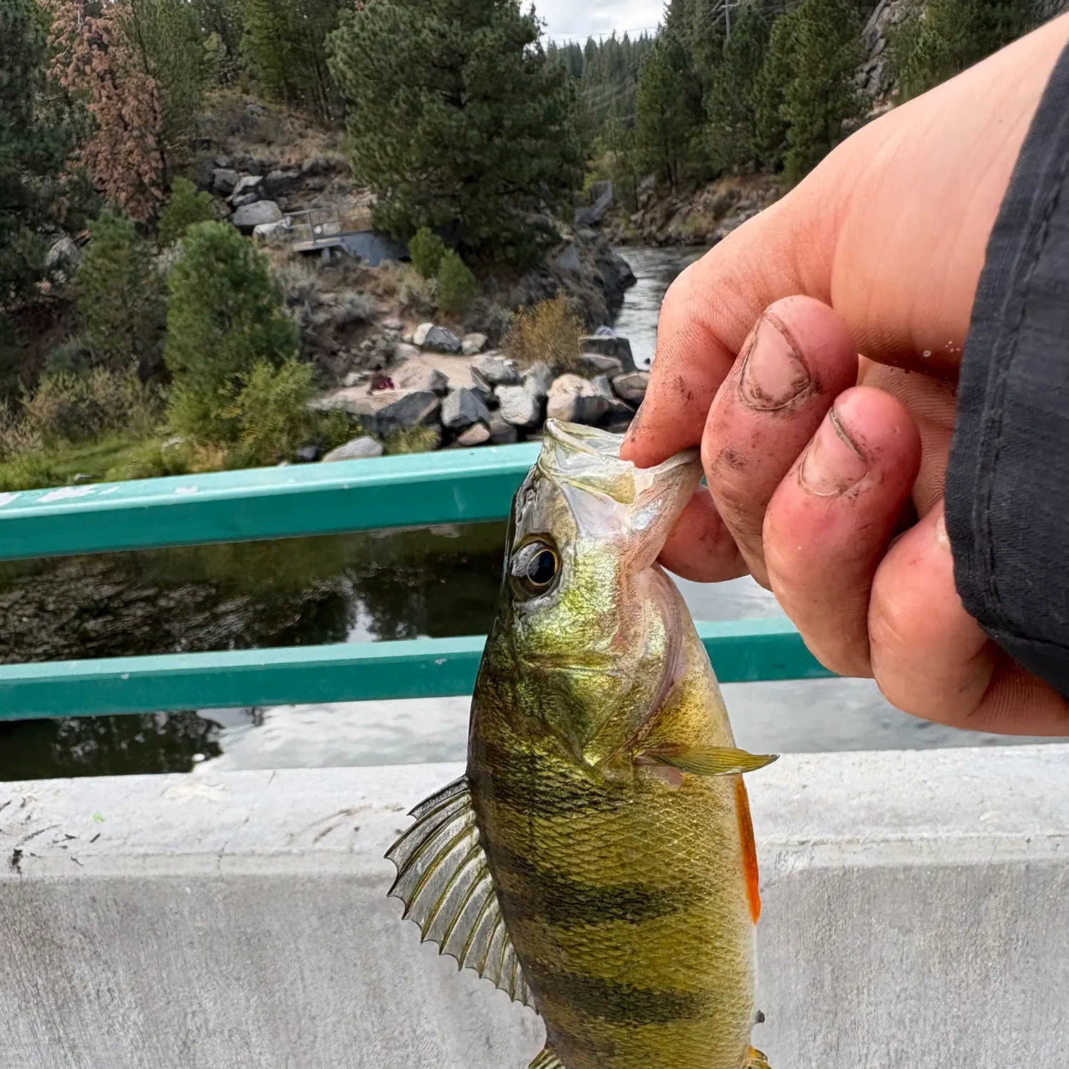 Yellow perch caught on Fishbrain