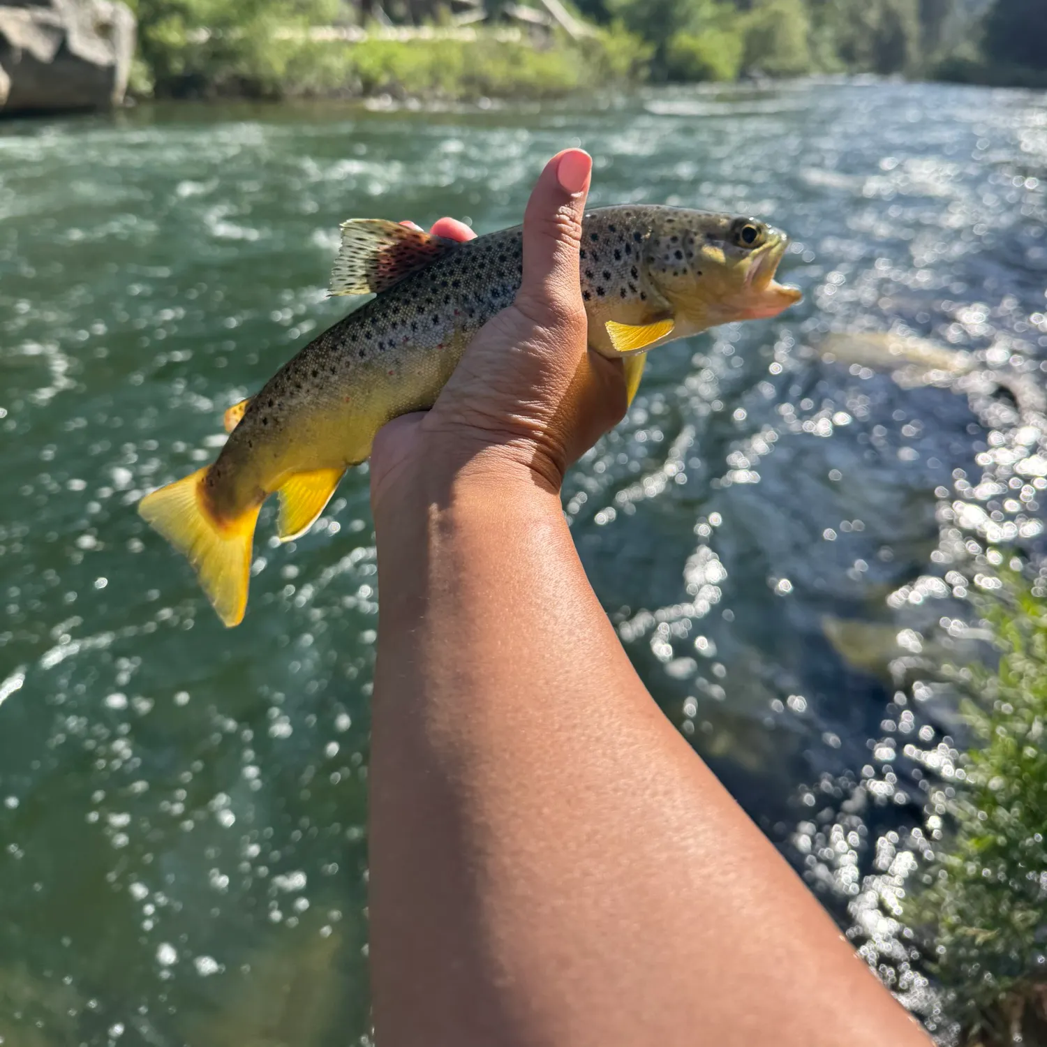 recently logged catches