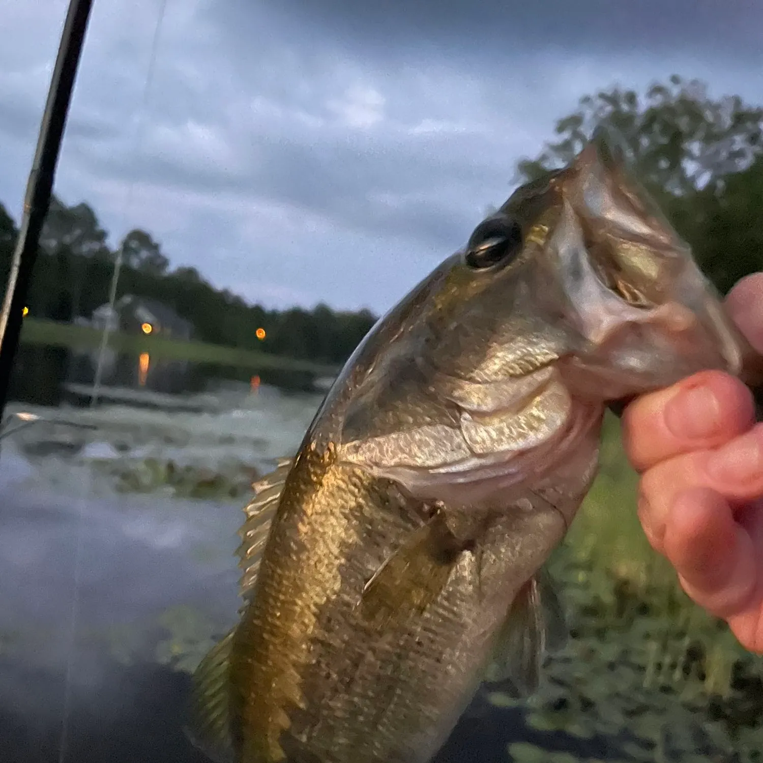 angler catch