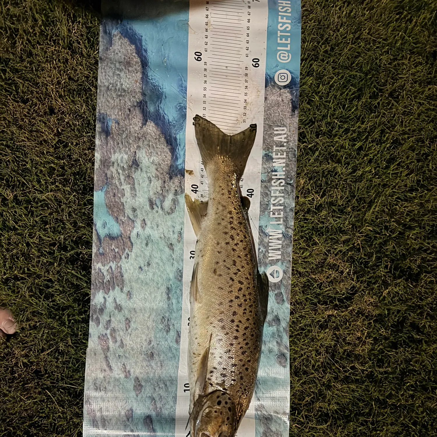 Brown trout caught on Fishbrain