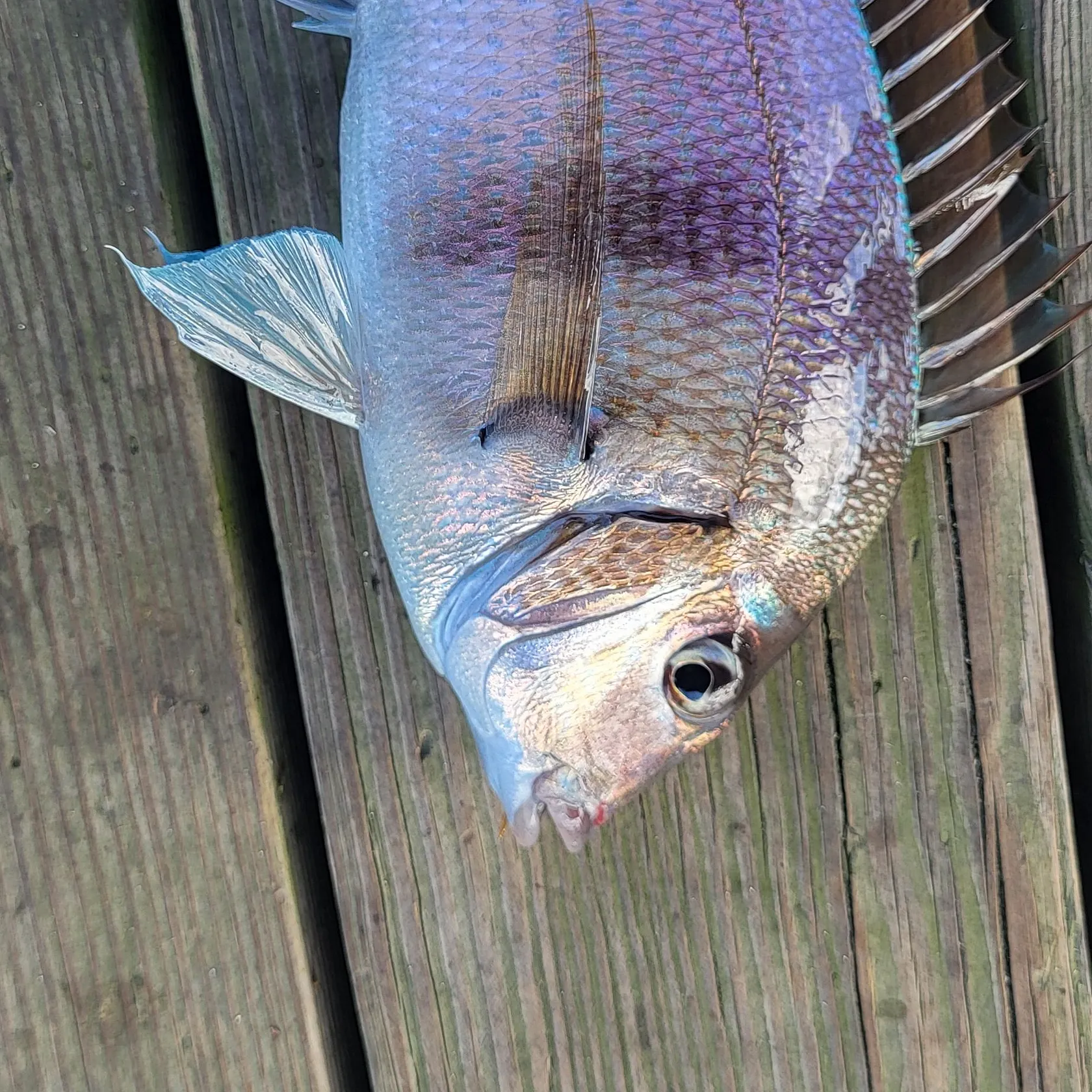 Scup caught on Fishbrain