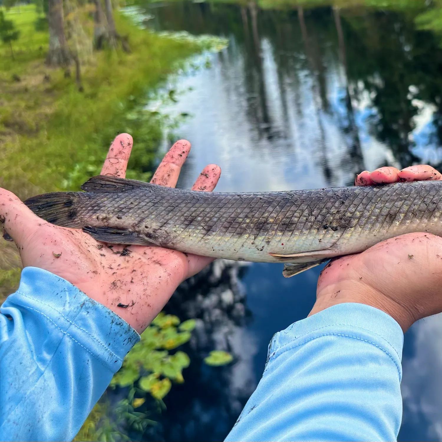 The most recent Florida gar catches on Fishbrain