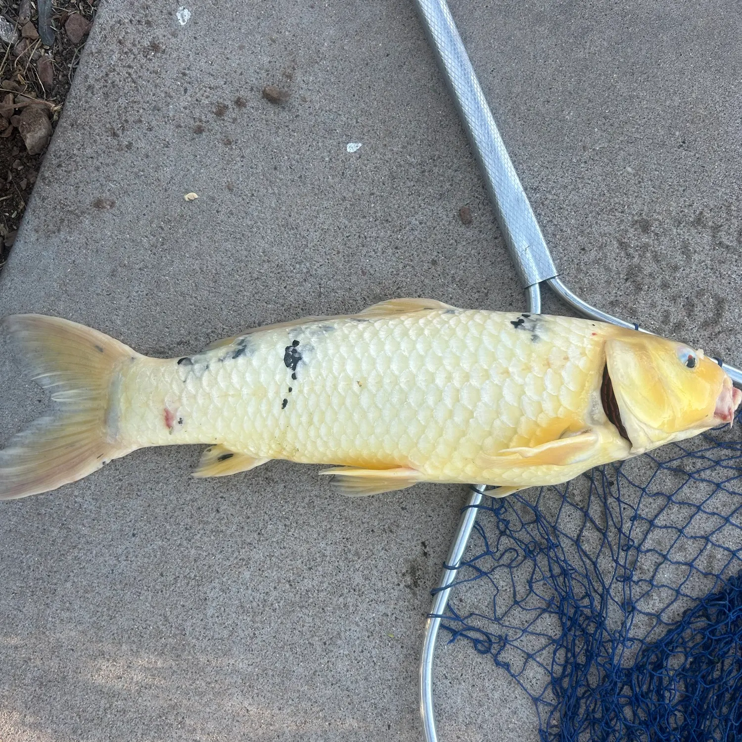 The most recent Koi carp catches on Fishbrain