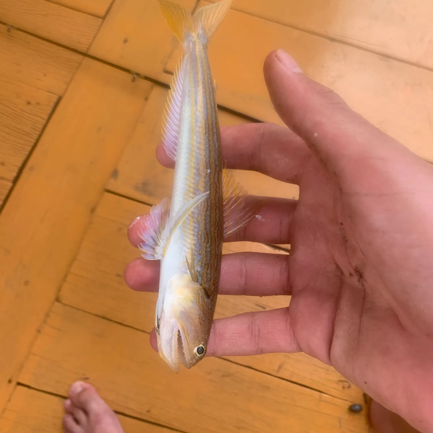 The most recent Snakefish catches on Fishbrain