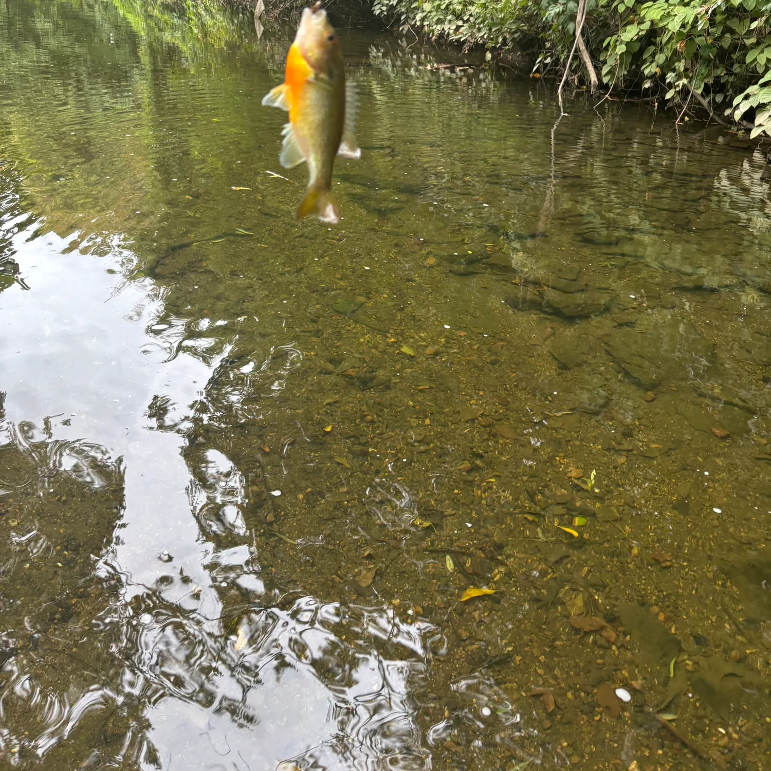 Redbreast sunfish caught on Fishbrain