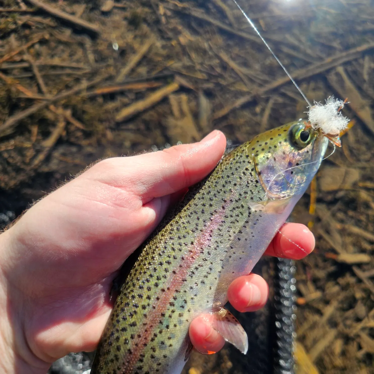 Rainbow trout caught on Fishbrain