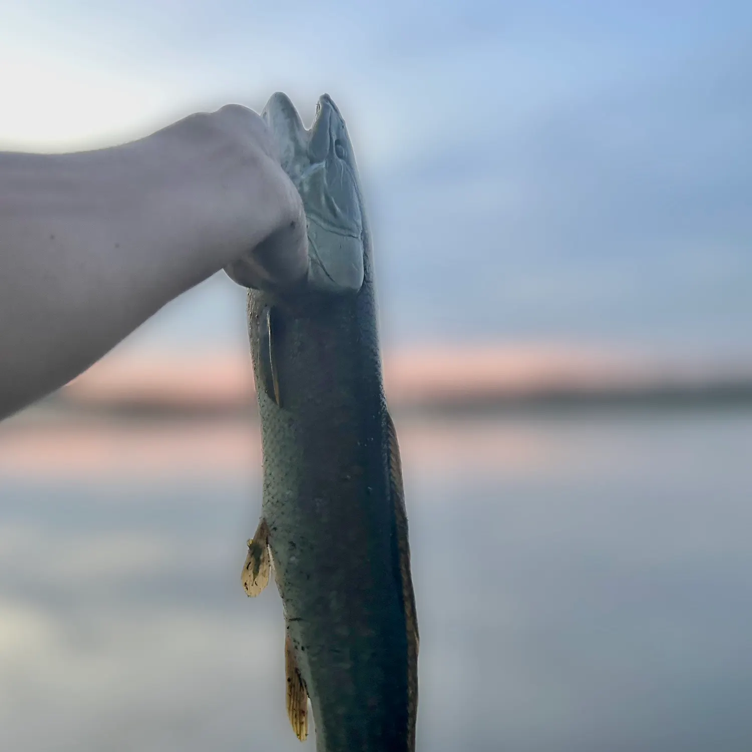 Eyetail bowfin caught on Fishbrain