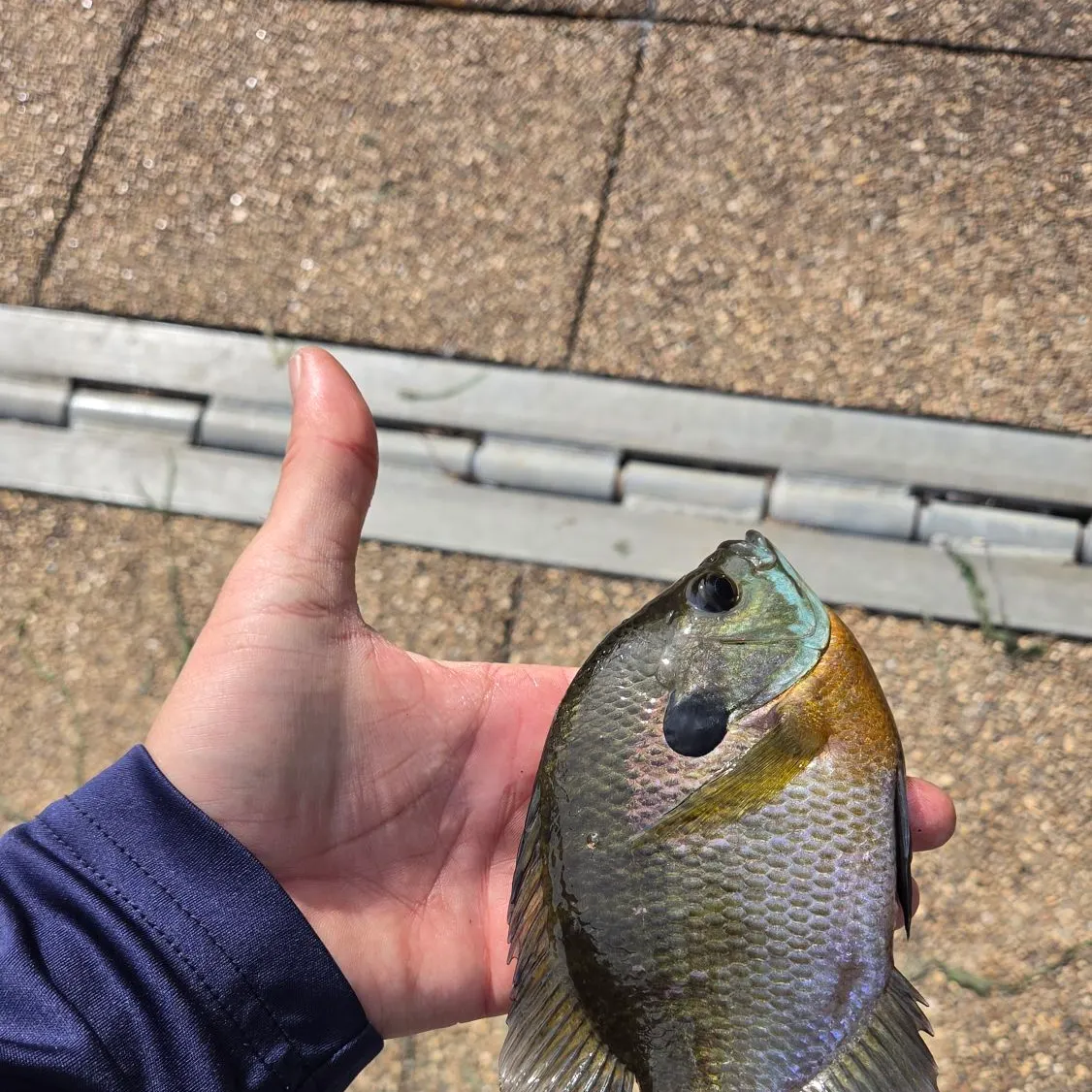Bluegill caught on Fishbrain