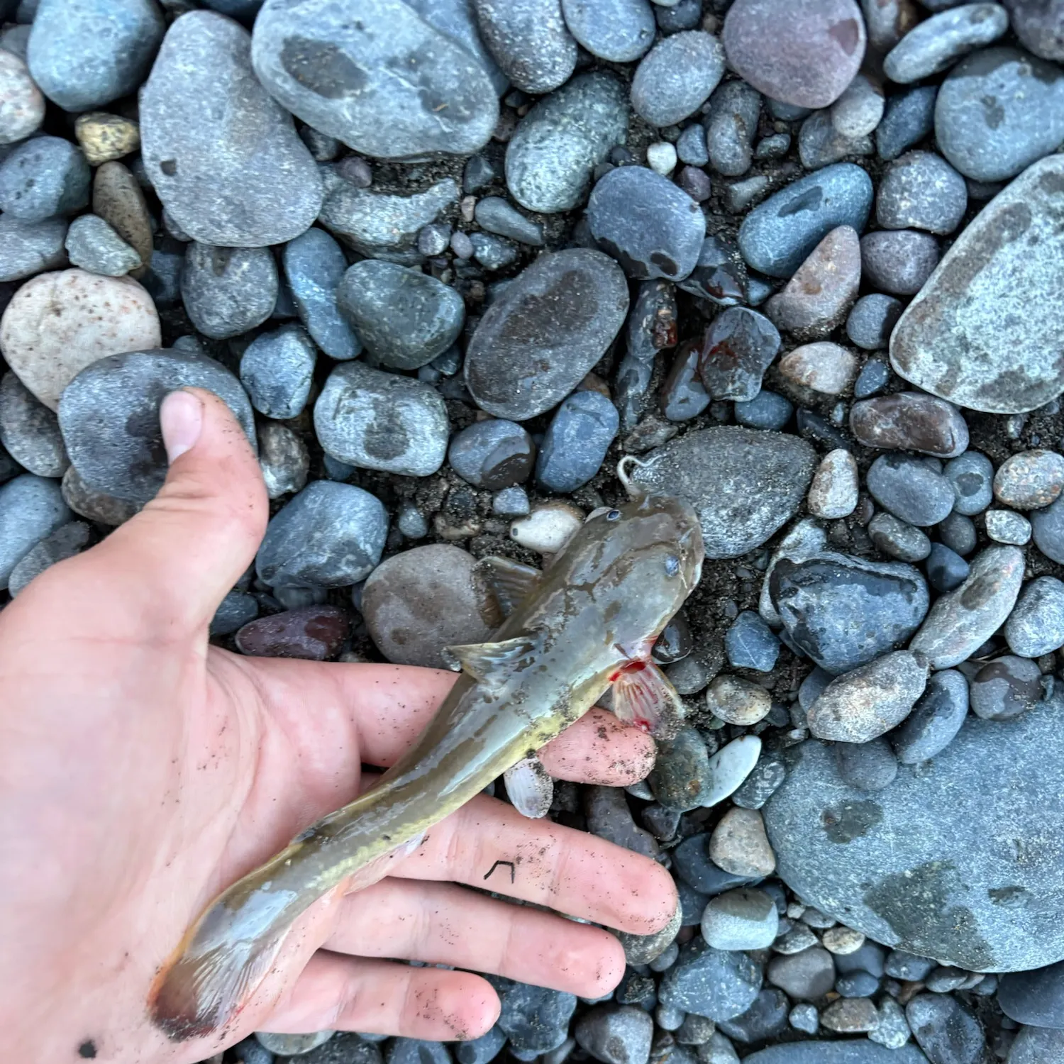 The most recent Stonecat catches on Fishbrain