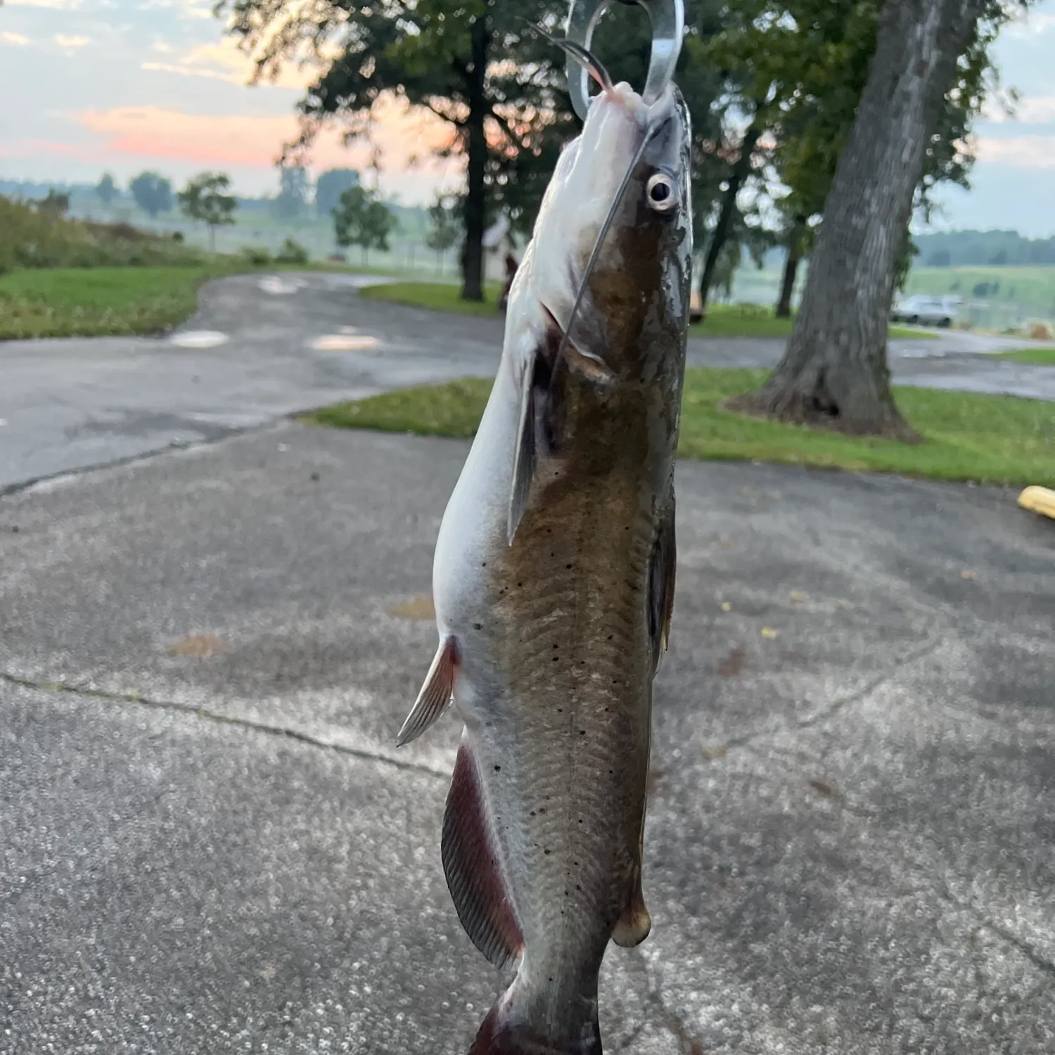 Channel catfish caught on Fishbrain