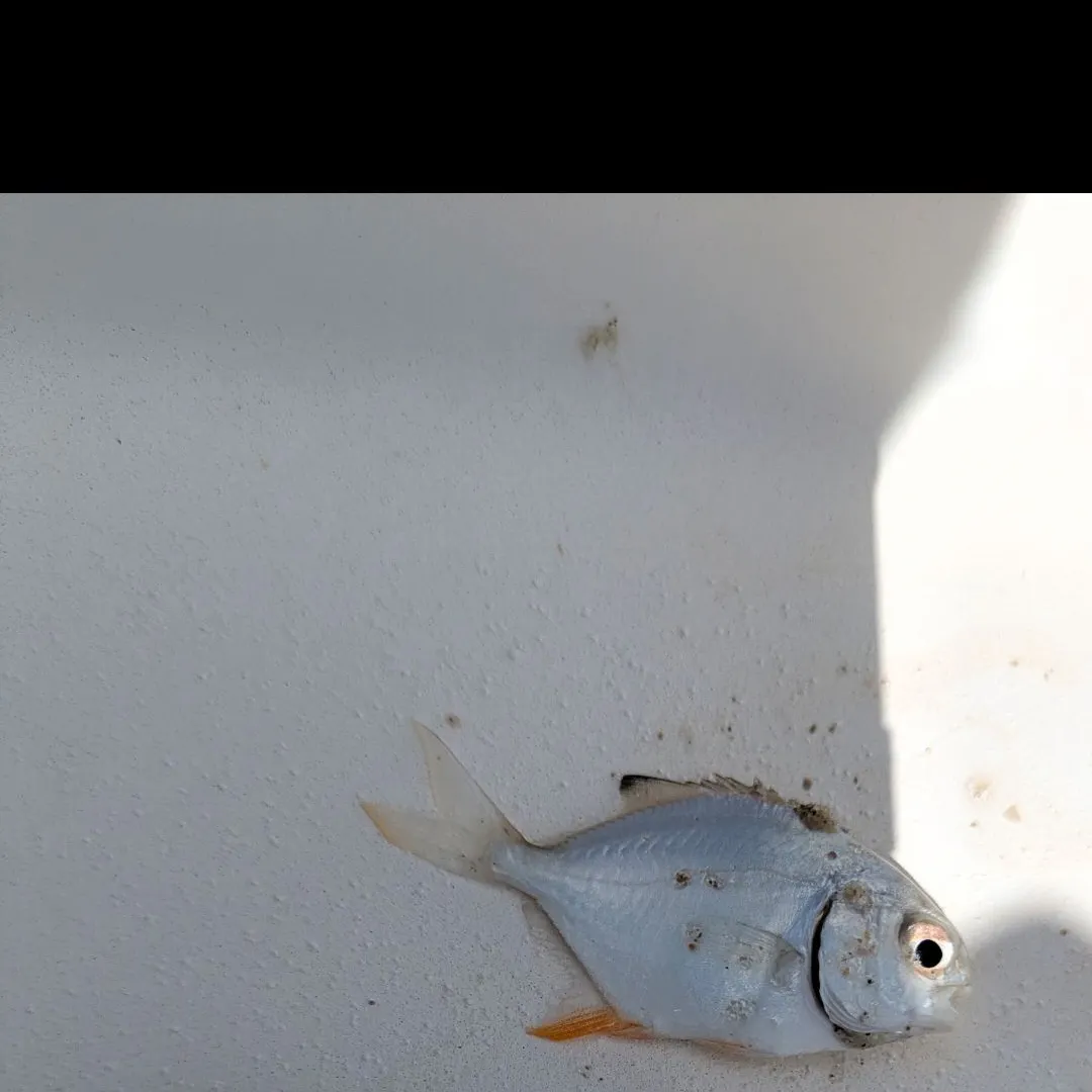 Florida pompano caught on Fishbrain