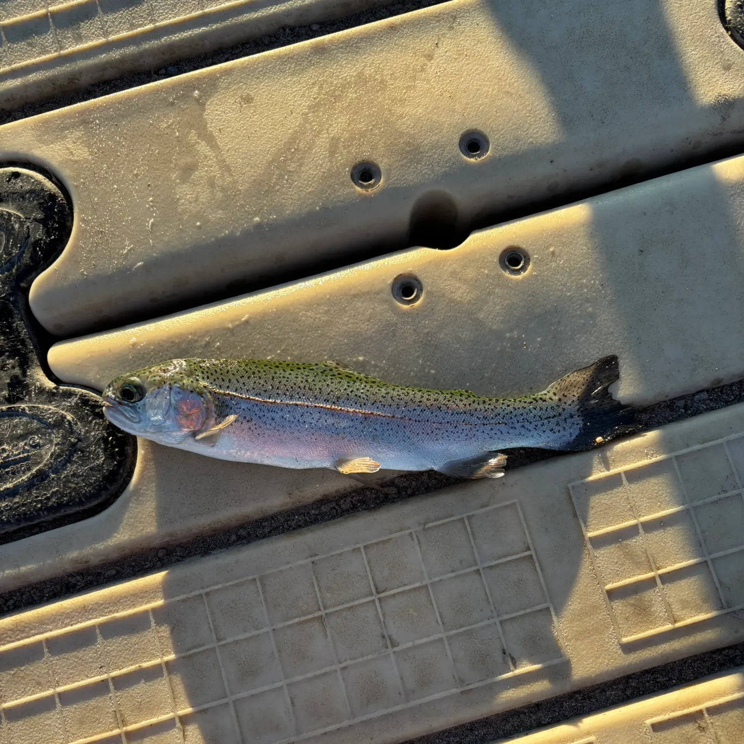 Fish caught on Fishbrain