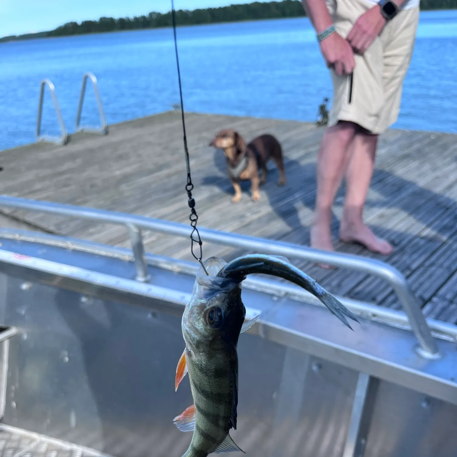 European perch caught on Fishbrain