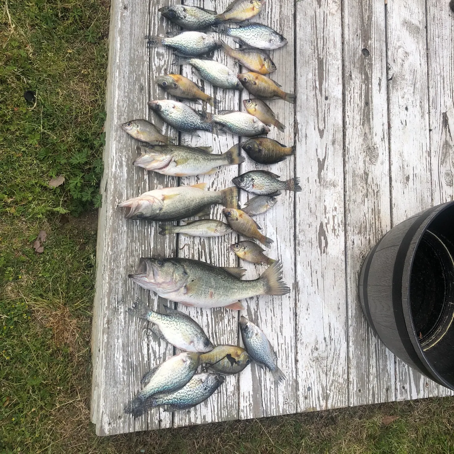 recently logged catches